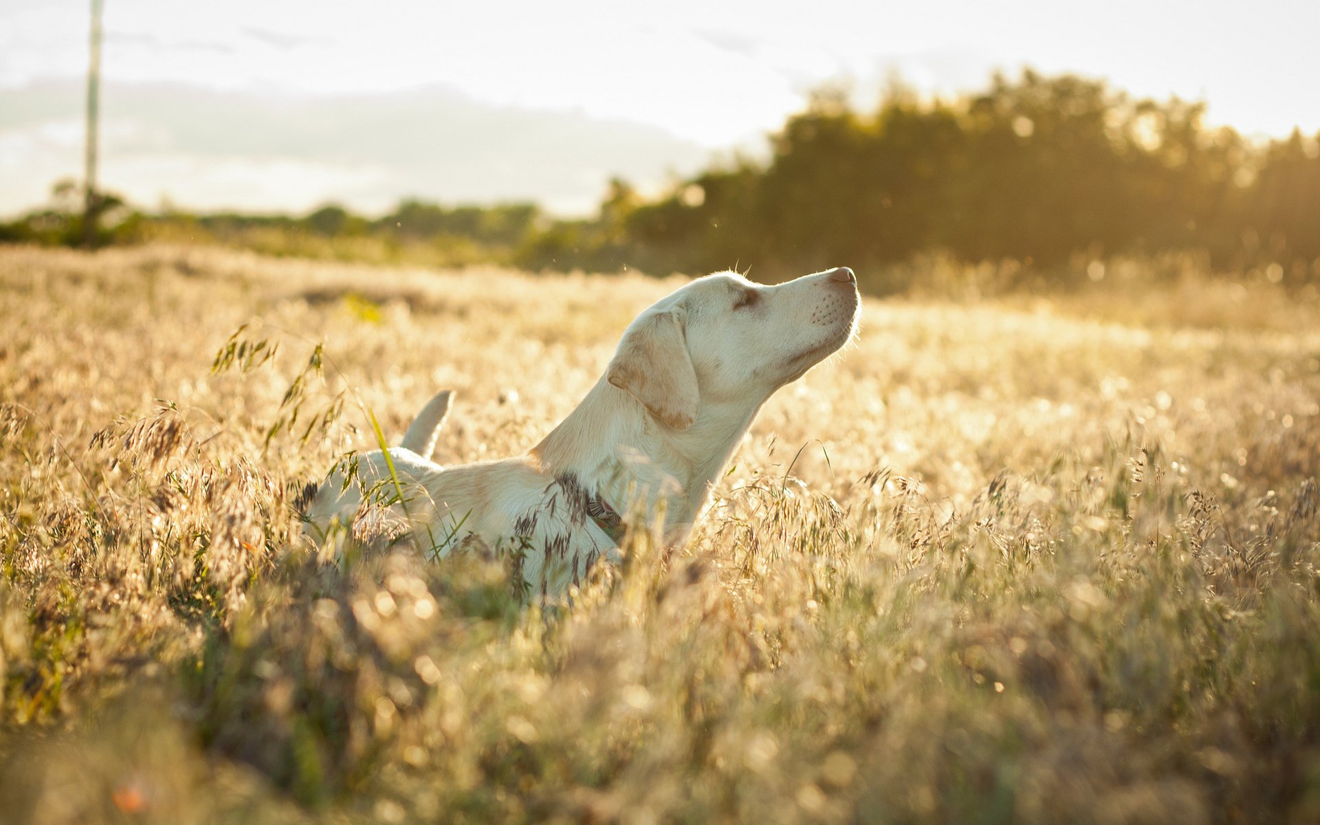 природа животные трава собака без смс