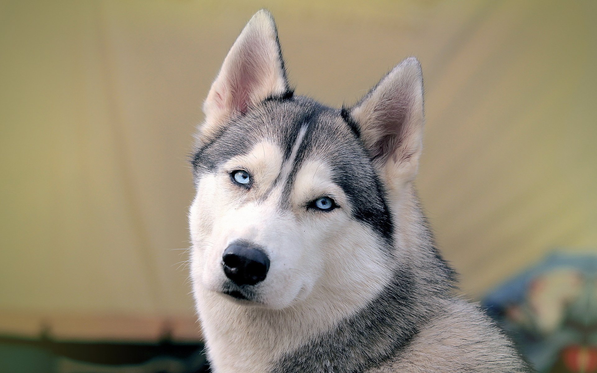 Обои морда, собака, хаски, голубые глаза, сибирский хаски, face, dog, husky, blue eyes, siberian husky разрешение 2560x1600 Загрузить