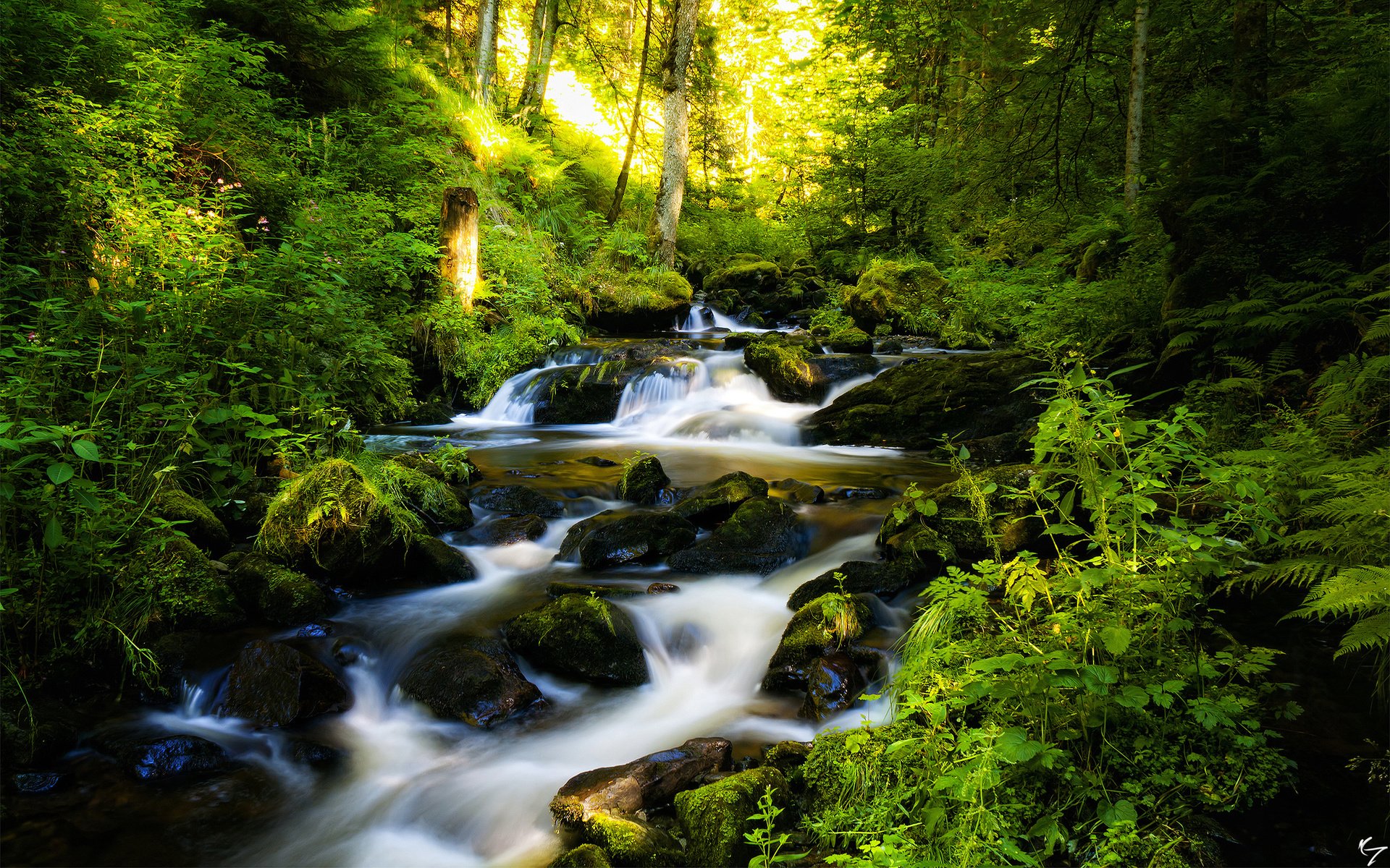 Обои деревья, река, камни, лес, ручей, германия, шварцвальд, trees, river, stones, forest, stream, germany, the black forest разрешение 2560x1600 Загрузить