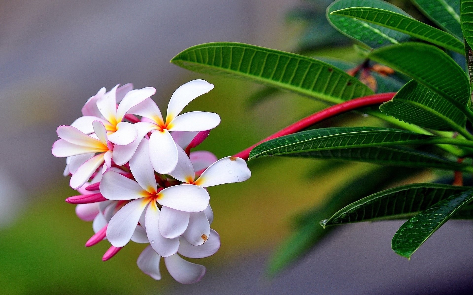 Обои цветы, макро, соцветие, плюмерия, flowers, macro, inflorescence, plumeria разрешение 2048x1448 Загрузить