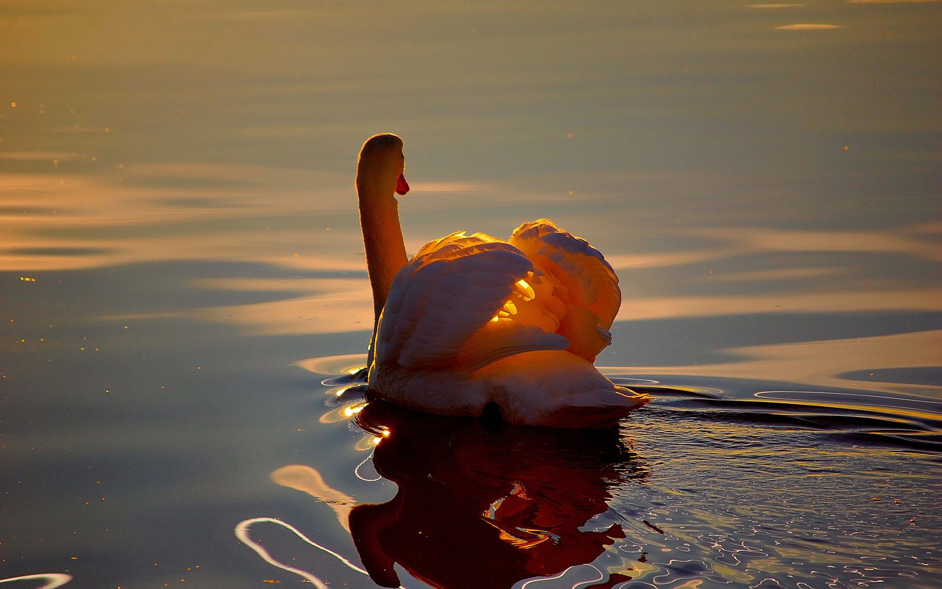 Обои свет, озеро, отражение, белый, птица, лебедь, light, lake, reflection, white, bird, swan разрешение 2560x1600 Загрузить