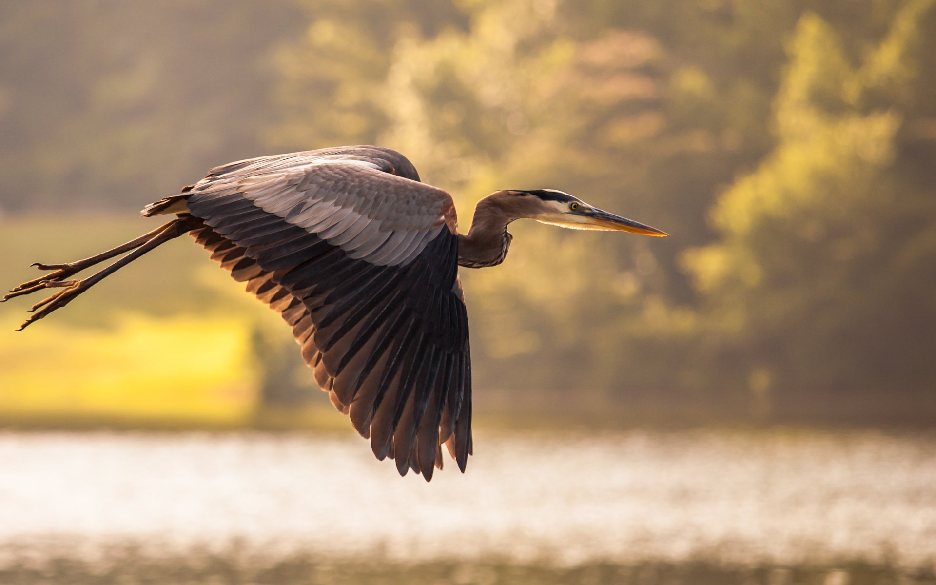 Обои небо, озеро, природа, полет, крылья, птица, цапля, the sky, lake, nature, flight, wings, bird, heron разрешение 3548x2060 Загрузить