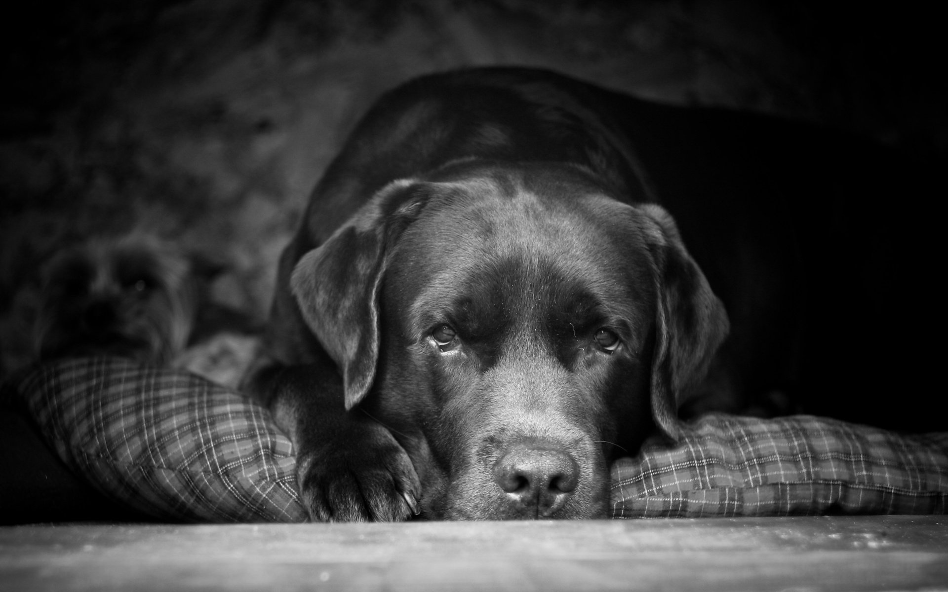 Обои взгляд, чёрно-белое, собака, друг, лабрадор, look, black and white, dog, each, labrador разрешение 2560x1600 Загрузить