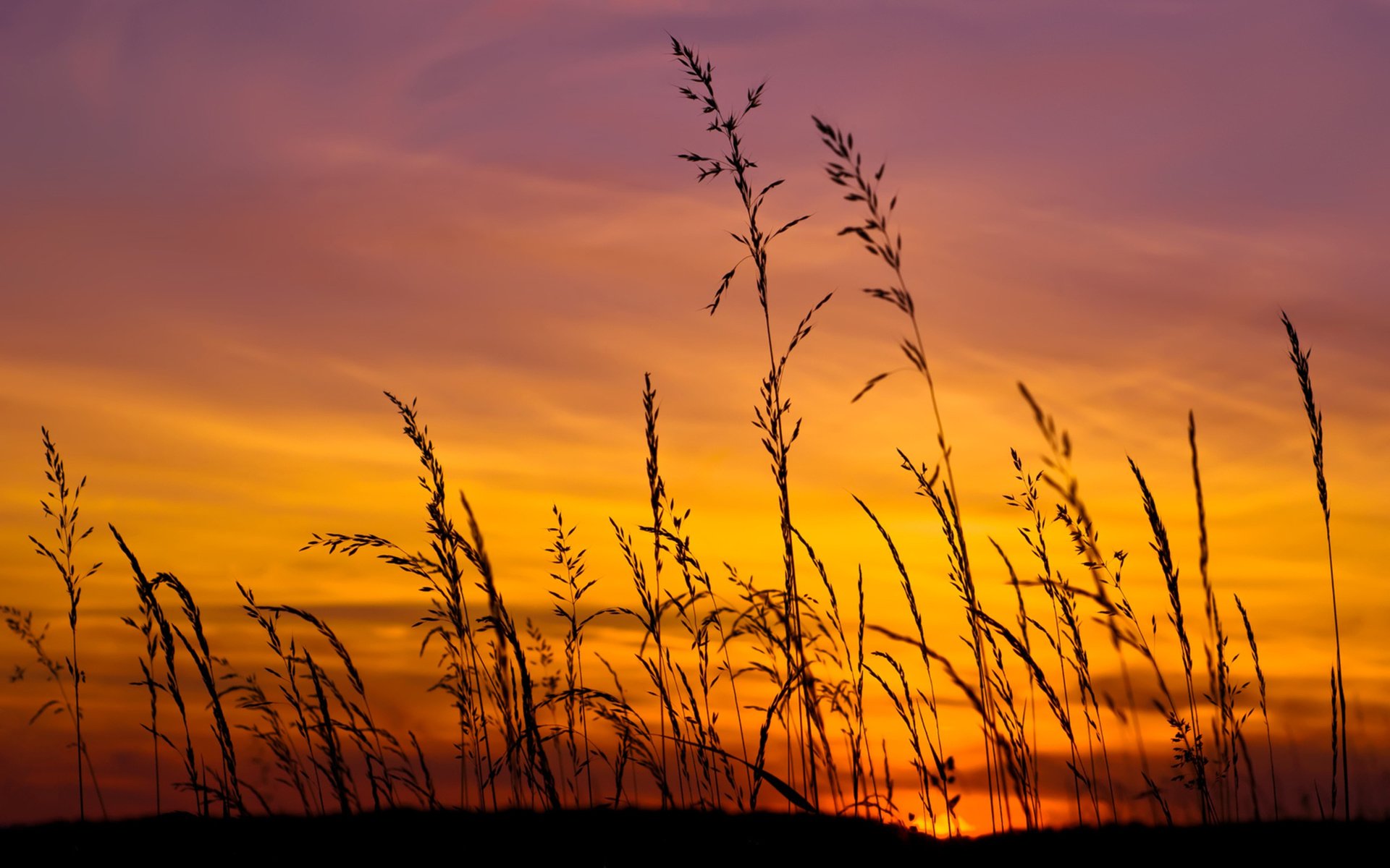 Обои небо, трава, природа, закат, макро, поле, колоски, the sky, grass, nature, sunset, macro, field, spikelets разрешение 2560x1600 Загрузить