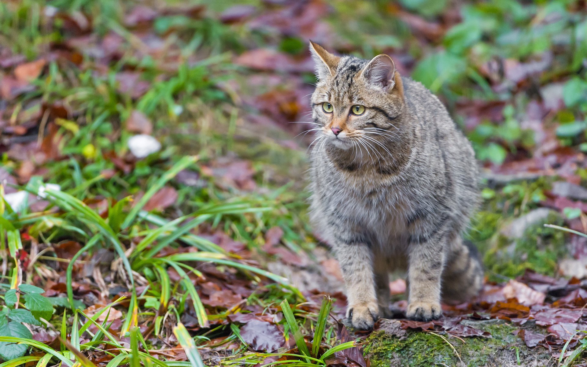 Обои трава, листья, кошка, дикий кот, лесной кот, grass, leaves, cat, wild cat, wildcat разрешение 2048x1365 Загрузить