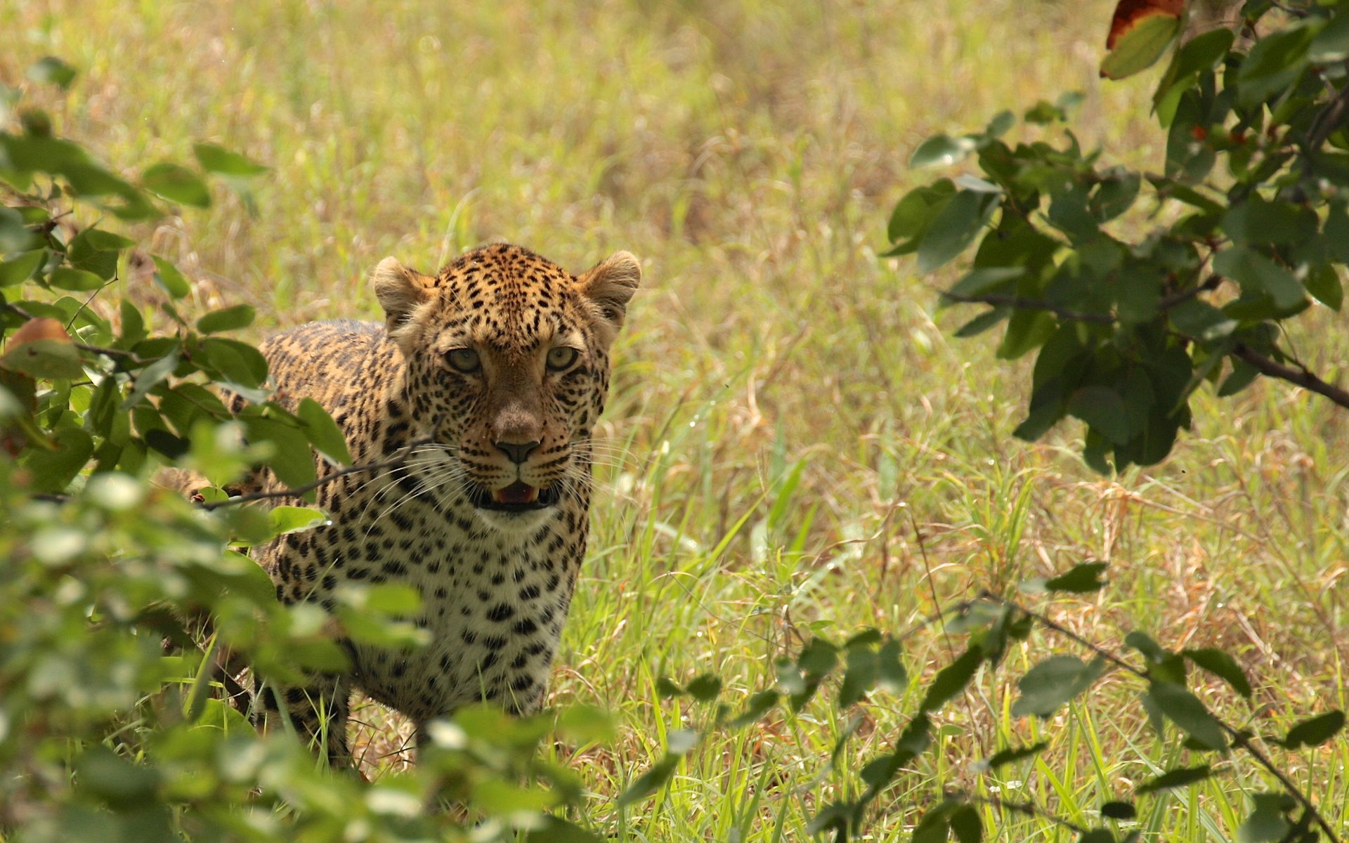 Обои трава, листья, ветки, леопард, хищник, grass, leaves, branches, leopard, predator разрешение 2048x1651 Загрузить