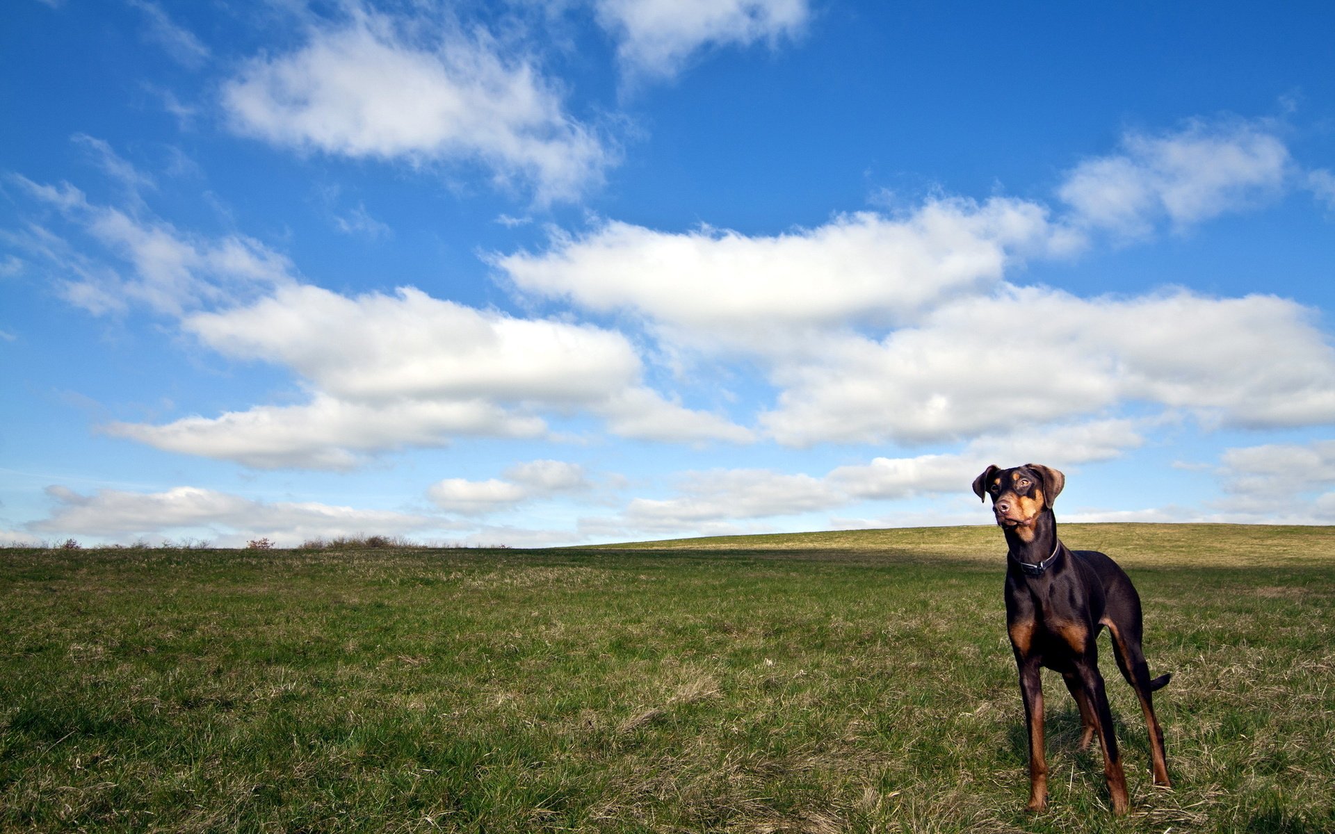 Обои облака, поле, собака, доберман, clouds, field, dog, doberman разрешение 2560x1600 Загрузить