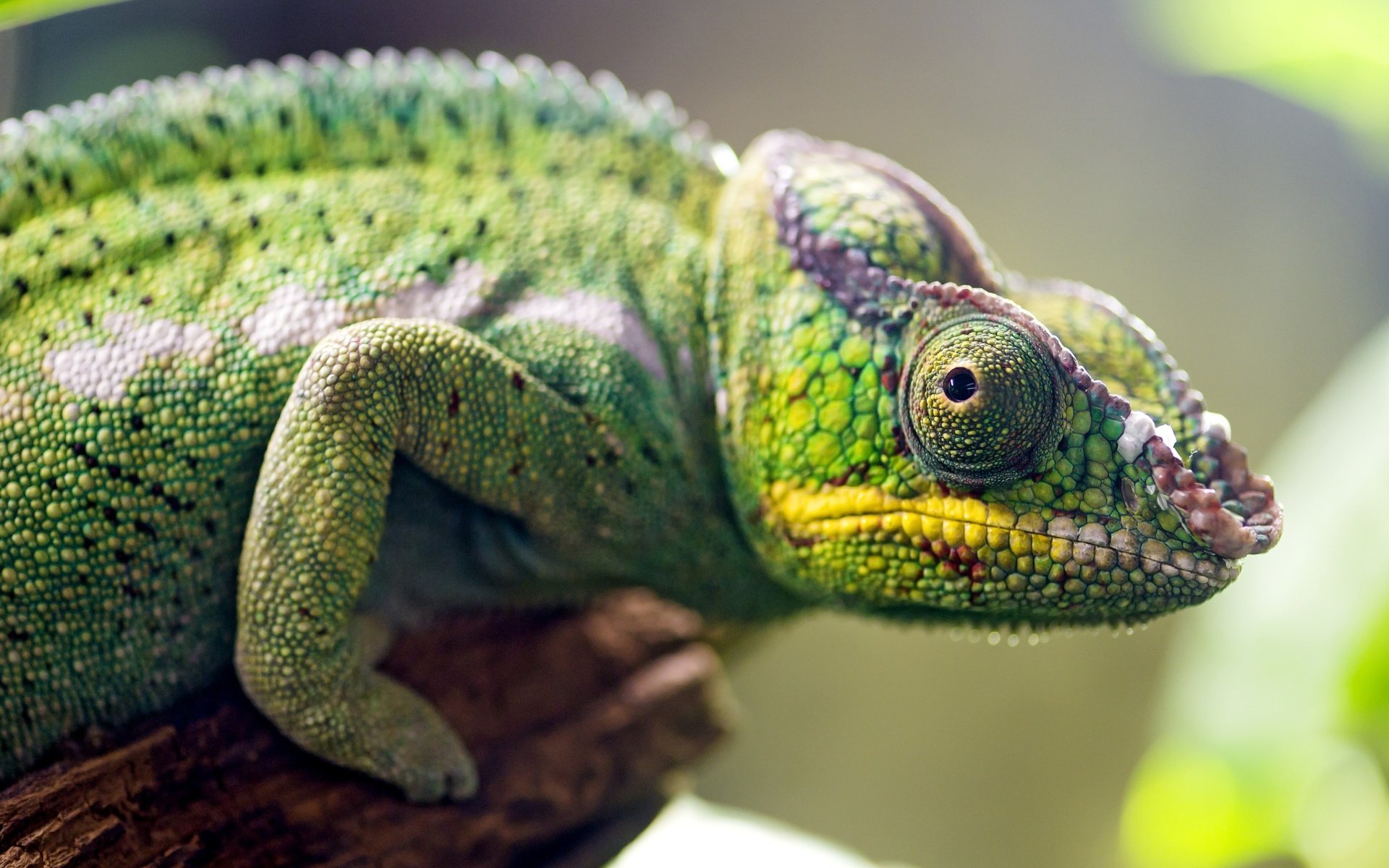 Обои ящерица, хамелеон, рептилия, пресмыкающиеся, lizard, chameleon, reptile, reptiles разрешение 3600x2375 Загрузить