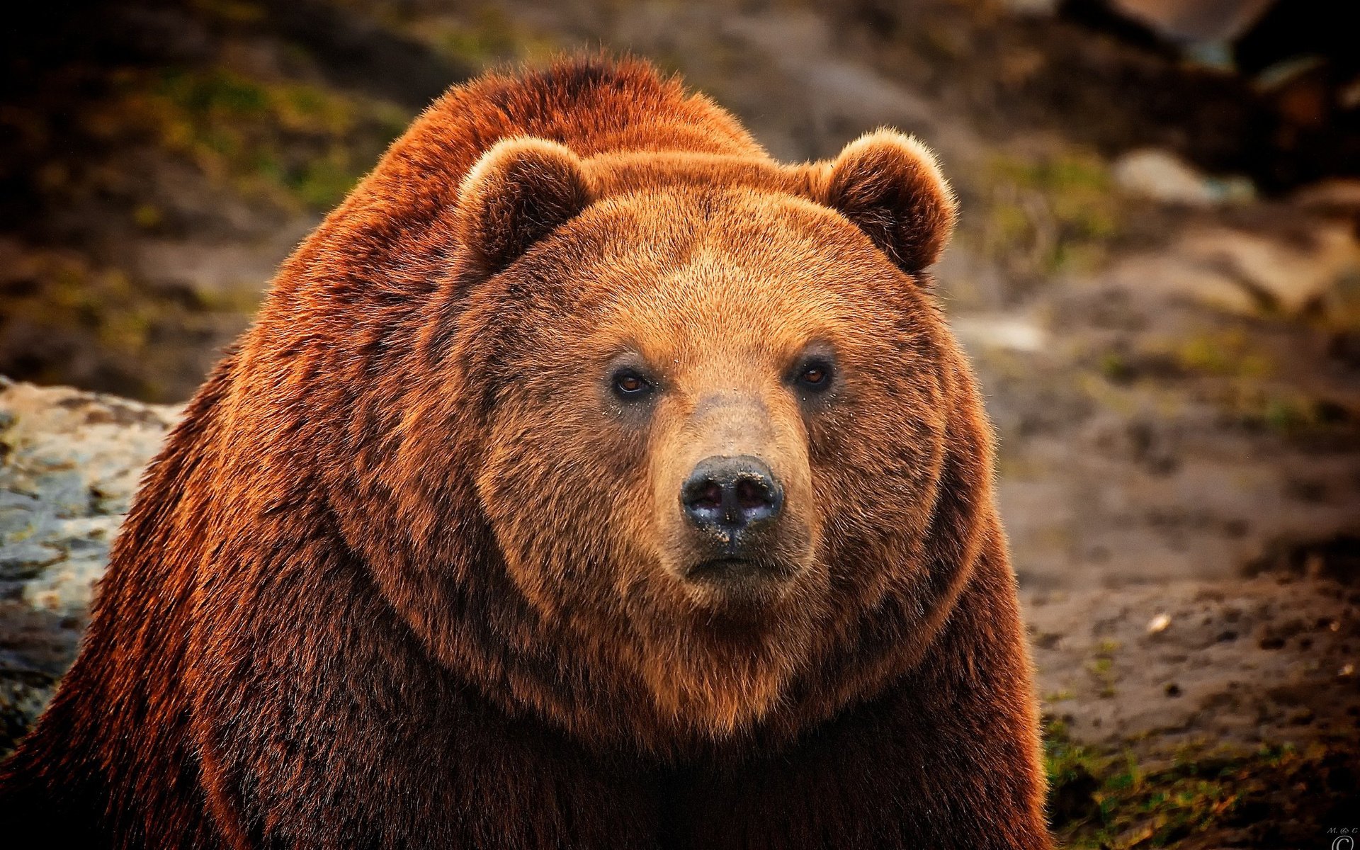 Обои морда, шерсть, взгляд, медведь, мех, бурый, face, wool, look, bear, fur, brown разрешение 2048x1371 Загрузить