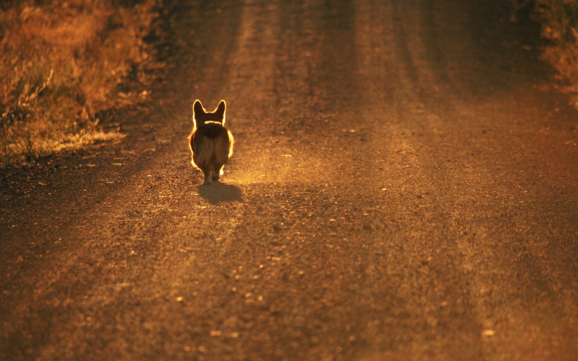 Обои дорога, собака, вельш-корги, road, dog, welsh corgi разрешение 2560x1600 Загрузить