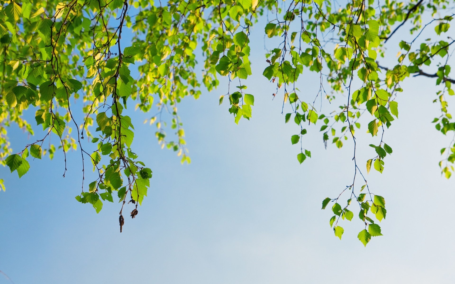 Обои небо, дерево, листья, ветки, весна, береза, the sky, tree, leaves, branches, spring, birch разрешение 2560x1600 Загрузить