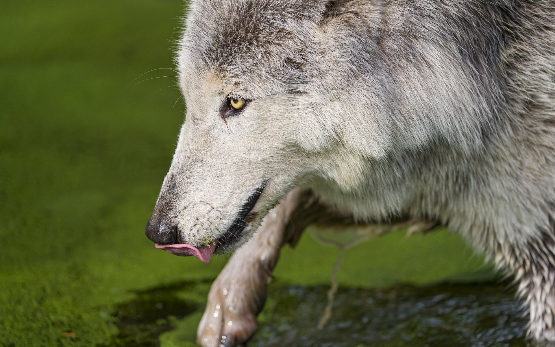 Обои вода, хищник, язык, волк, тина, млекопитающее, морда.профиль, water, predator, language, wolf, tina, mammal, face.profile разрешение 2048x1363 Загрузить