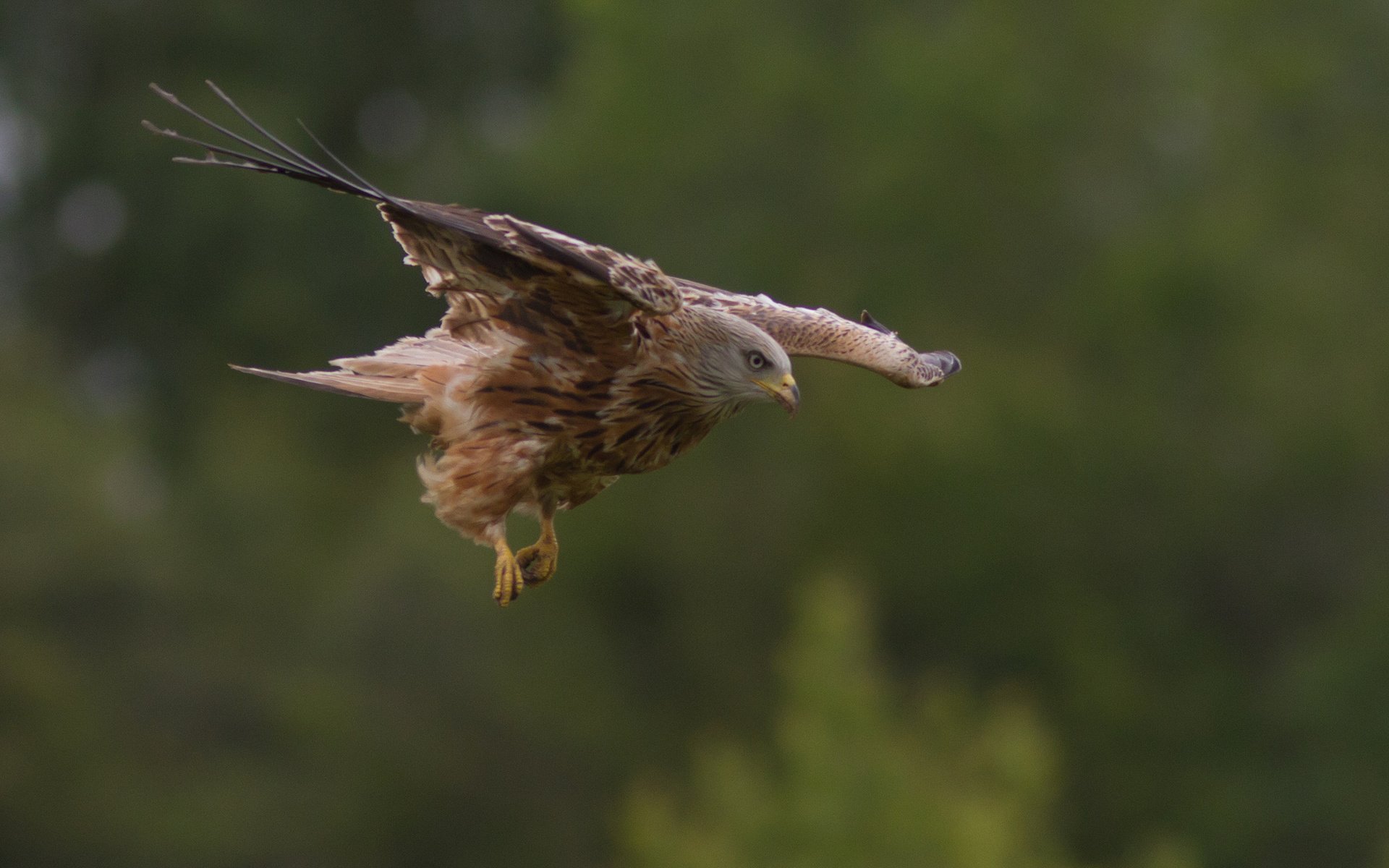 Обои природа, полет, крылья, птица, хищная, nature, flight, wings, bird, predatory разрешение 2048x1366 Загрузить