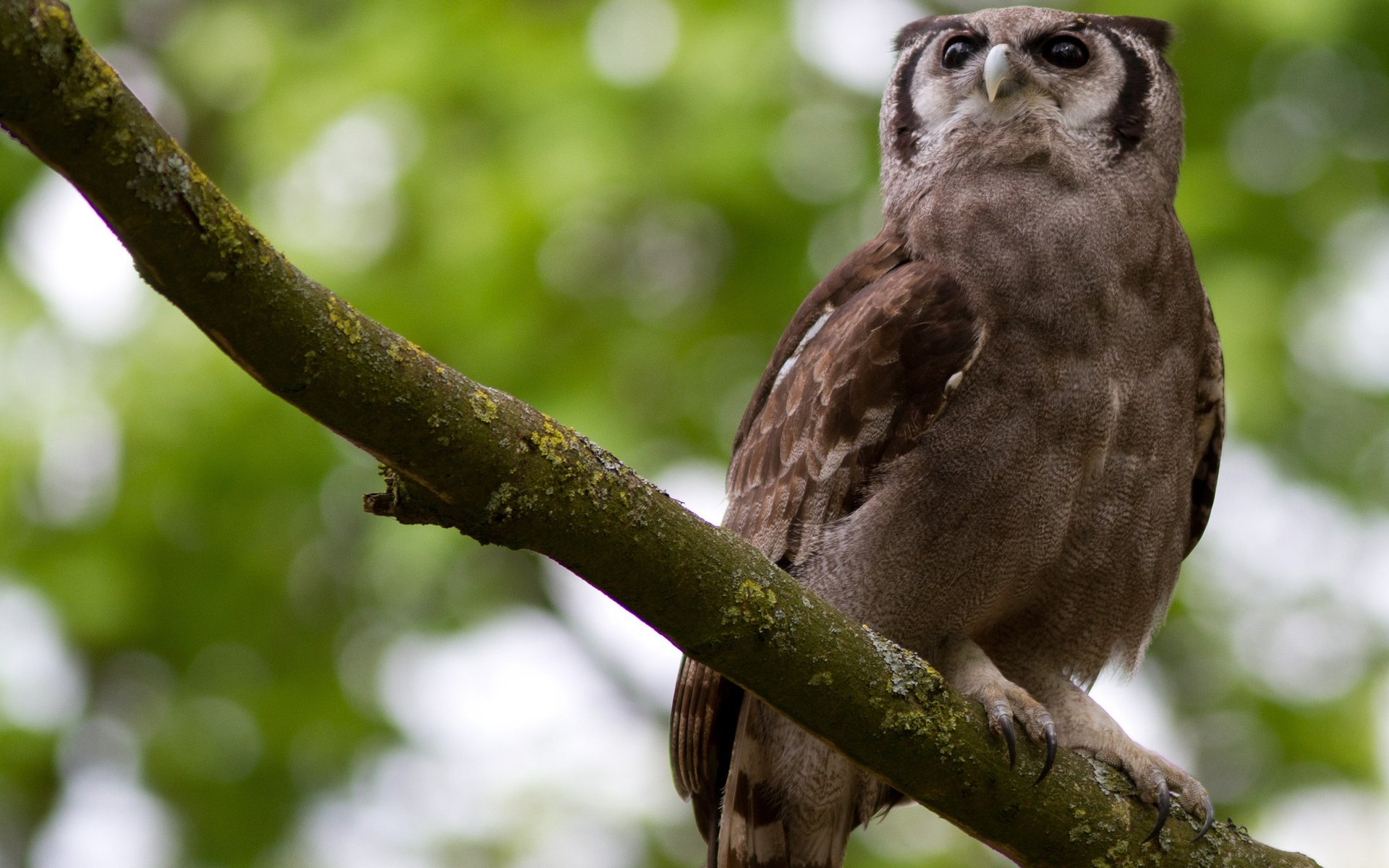 Обои сова, ветка, взгляд, сидит, птица, клюв, перья, owl, branch, look, sitting, bird, beak, feathers разрешение 2048x1365 Загрузить