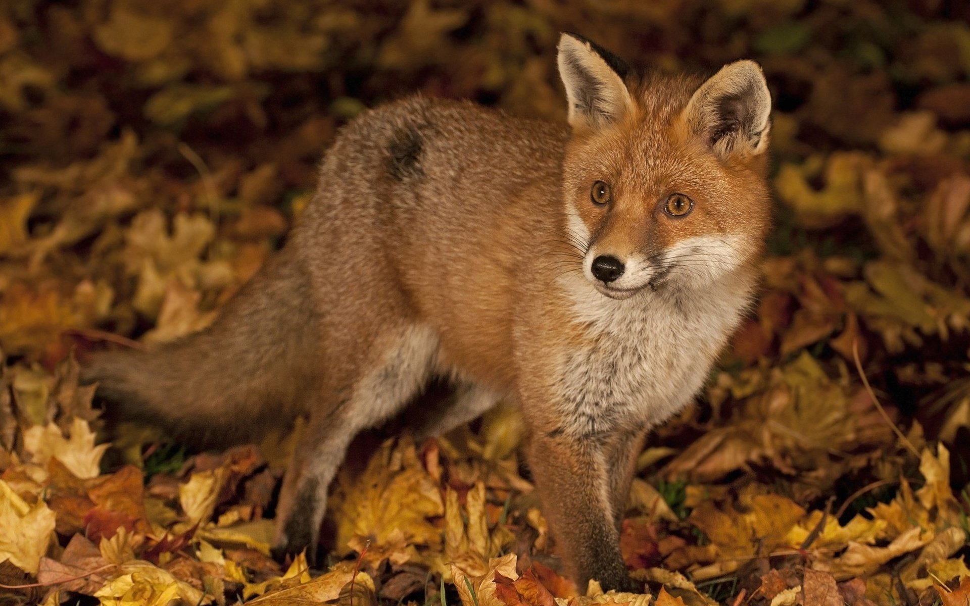 Обои листья, осень, рыжая, лиса, лисица, leaves, autumn, red, fox разрешение 1940x1256 Загрузить