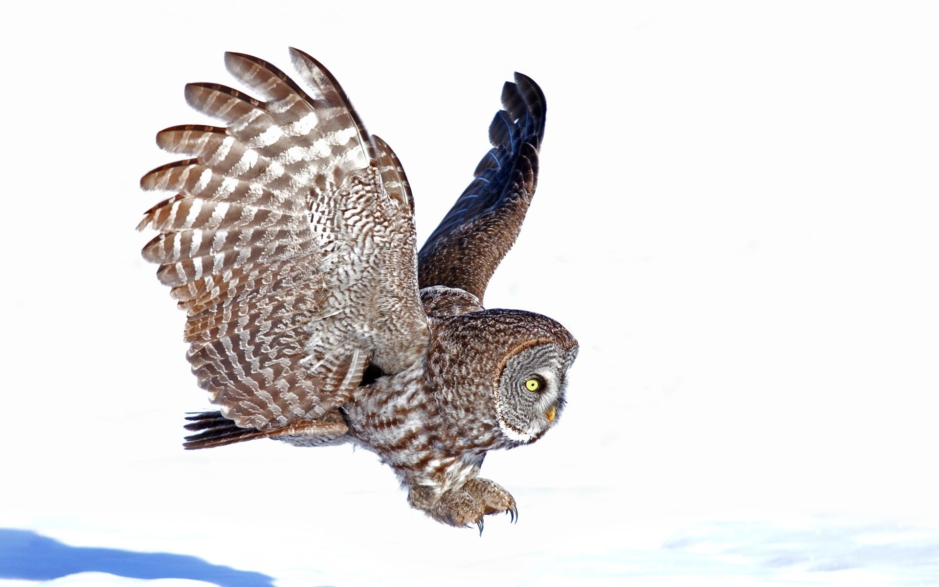 Обои сова, полет, крылья, птица, белый фон, owl, flight, wings, bird, white background разрешение 3000x1968 Загрузить