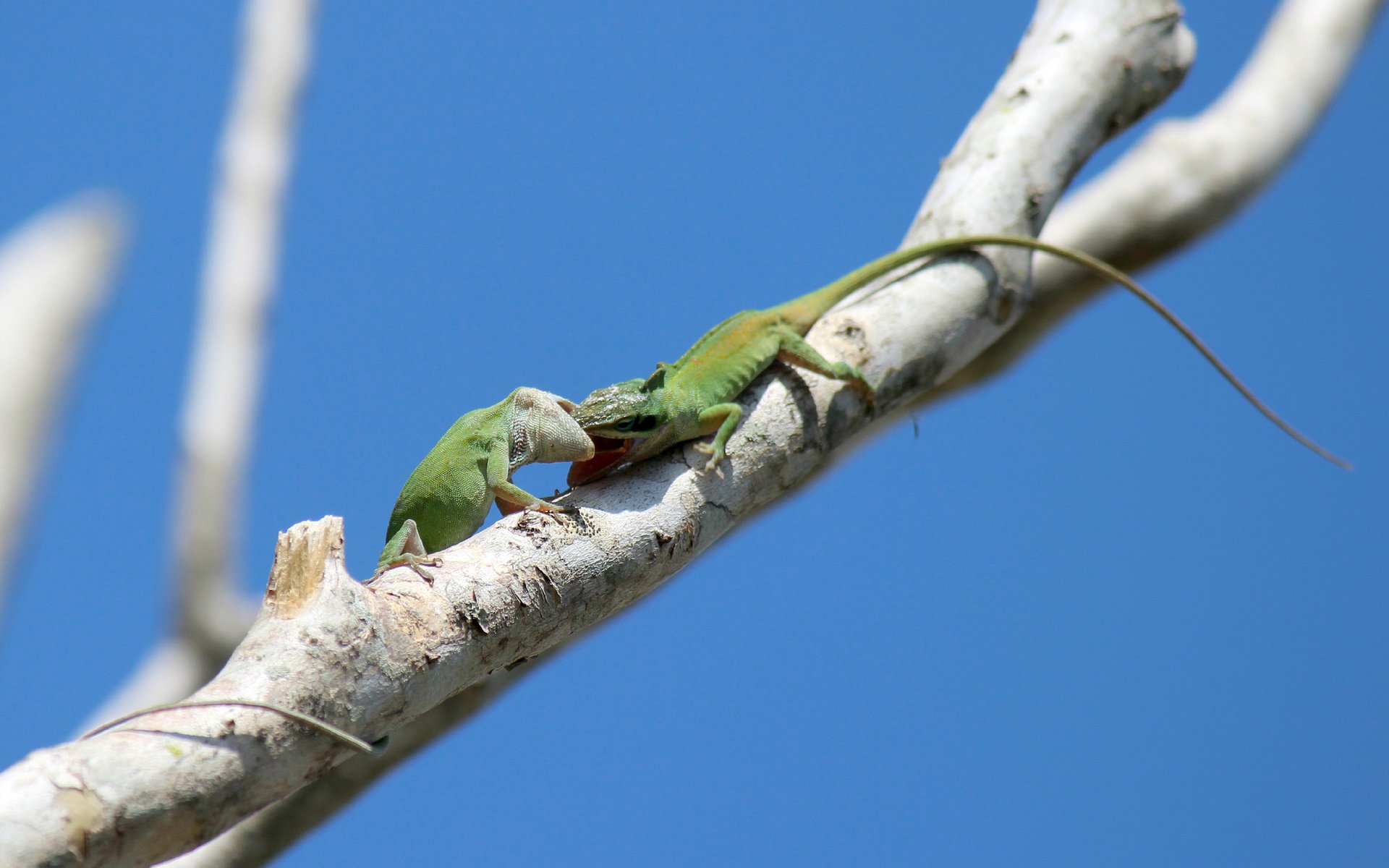 Обои небо, ветка, животные, ящерицы, зеленый анолис, green anole, the sky, branch, animals, lizards, green anolis разрешение 2048x1291 Загрузить