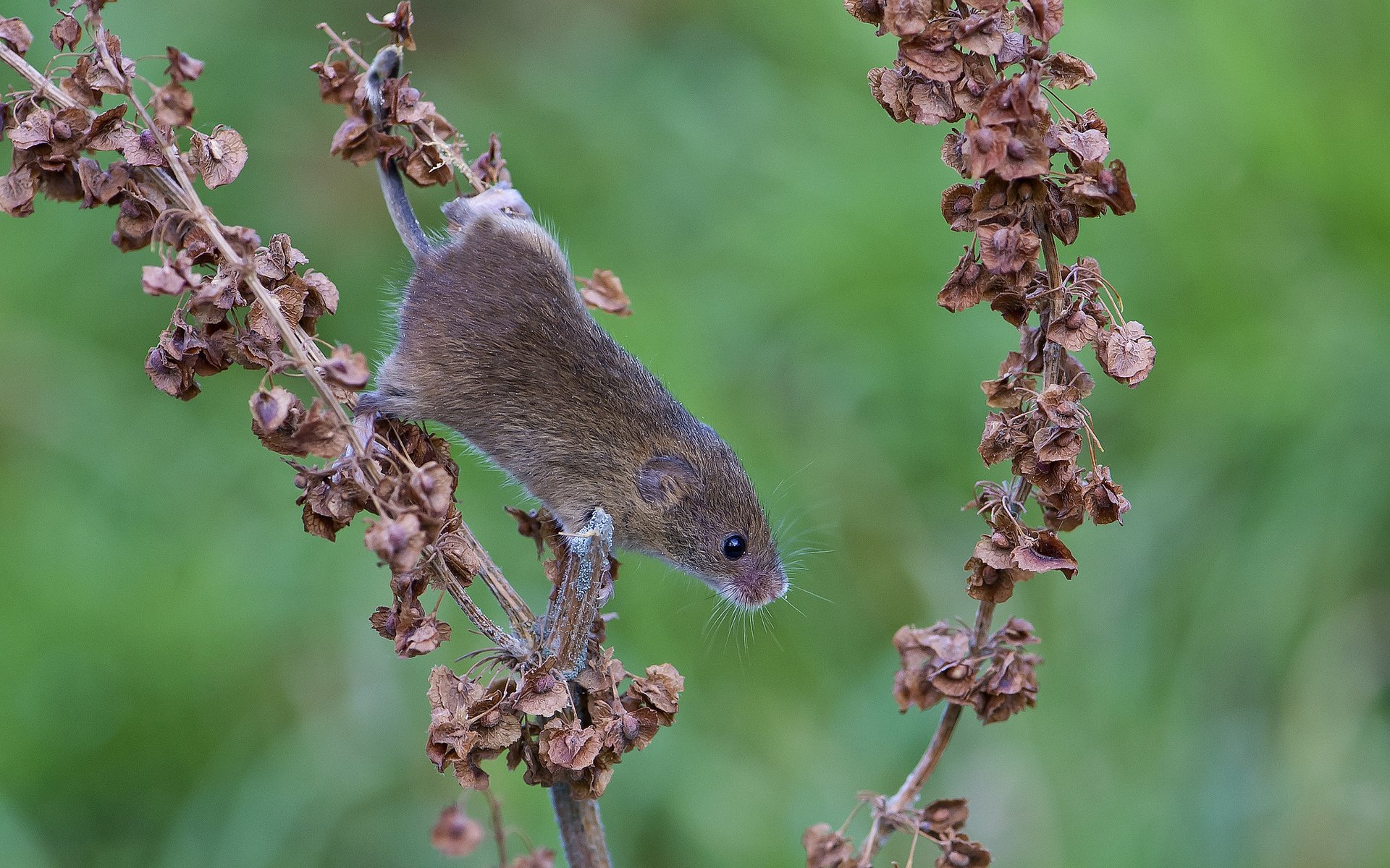 Обои листья, животные, мышь, растение, полевка, сухие. ветка, leaves, animals, mouse, plant, vole, dry. branch разрешение 2048x1609 Загрузить