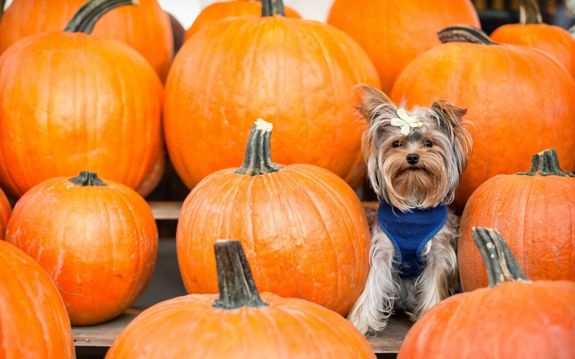 Обои фон, взгляд, тыквы, бантик, йоркширский терьер, cобака, background, look, pumpkin, bow, yorkshire terrier, dog разрешение 2137x1200 Загрузить