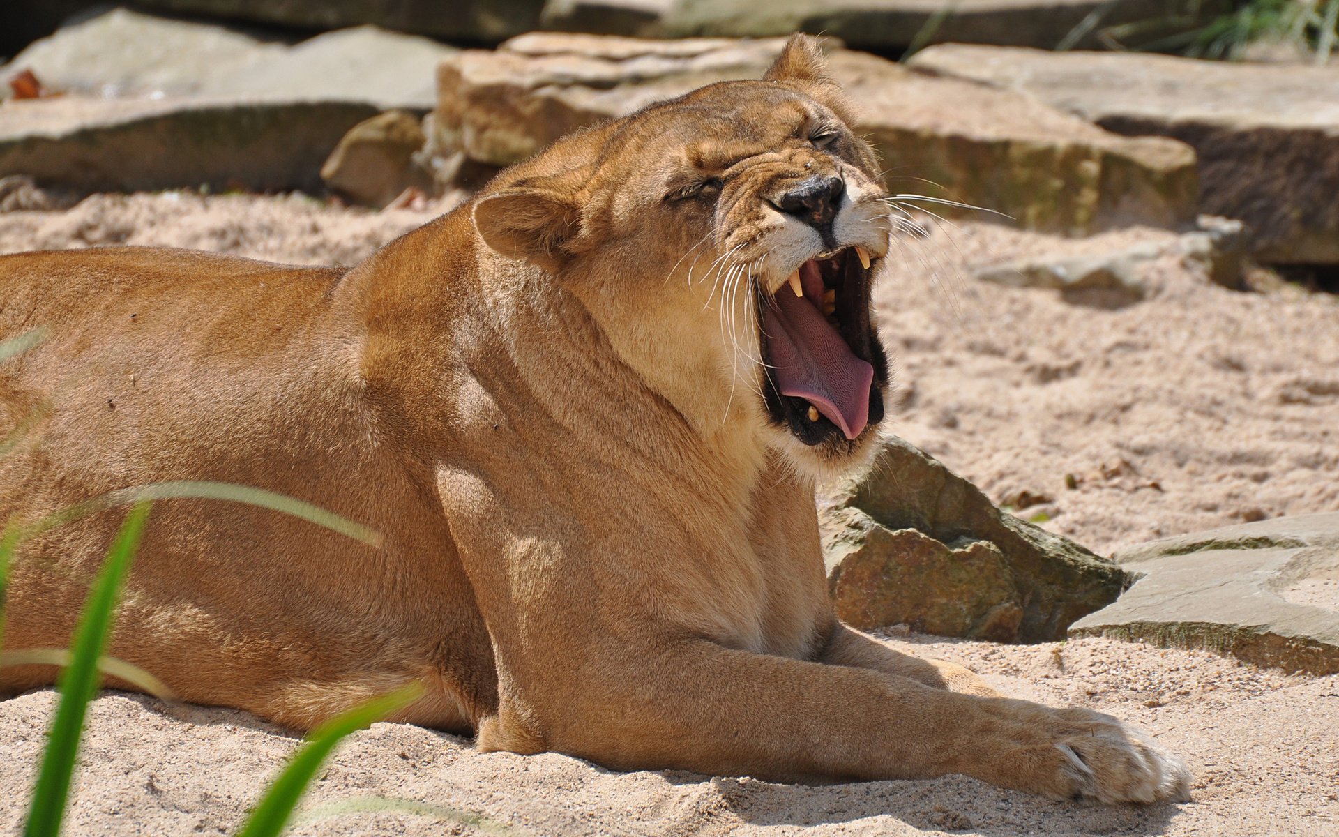 Обои камни, животные, песок, хищник, лев, львица, stones, animals, sand, predator, leo, lioness разрешение 2048x1360 Загрузить