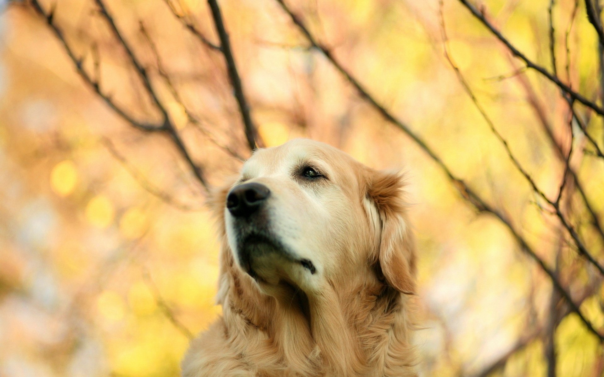 Обои взгляд, осень, собака, золотистый ретривер, look, autumn, dog, golden retriever разрешение 1920x1280 Загрузить