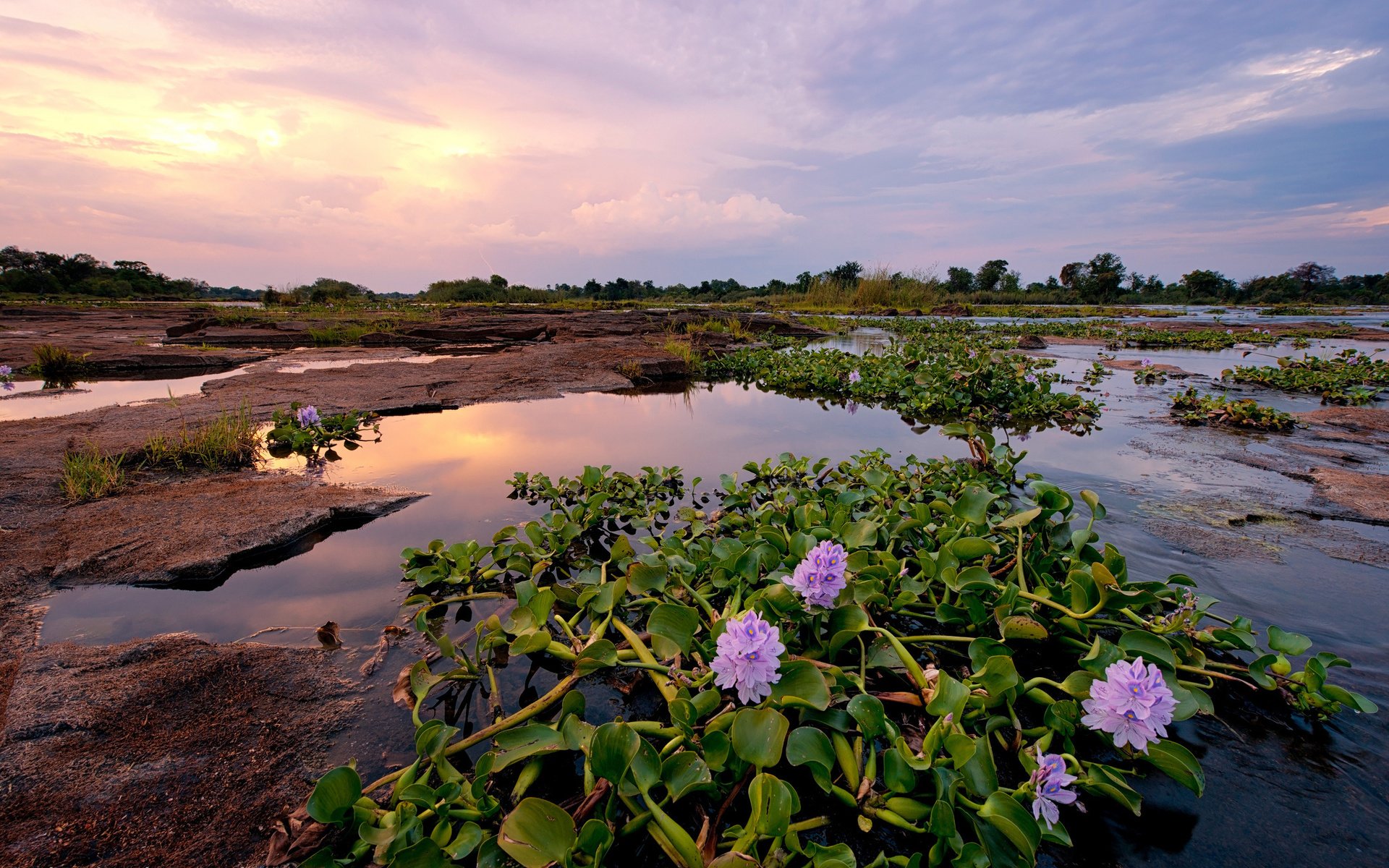 Обои цветы, река, природа, африка, зимбабве, замбези, flowers, river, nature, africa, zimbabwe, zambezi разрешение 2048x1367 Загрузить