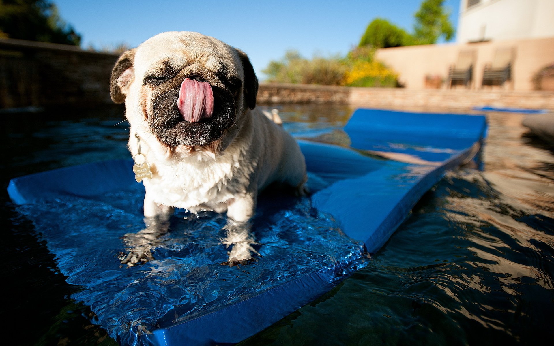 Обои вода, собака, бассейн, язык, мопс, коврик, water, dog, pool, language, pug, mat разрешение 2560x1600 Загрузить