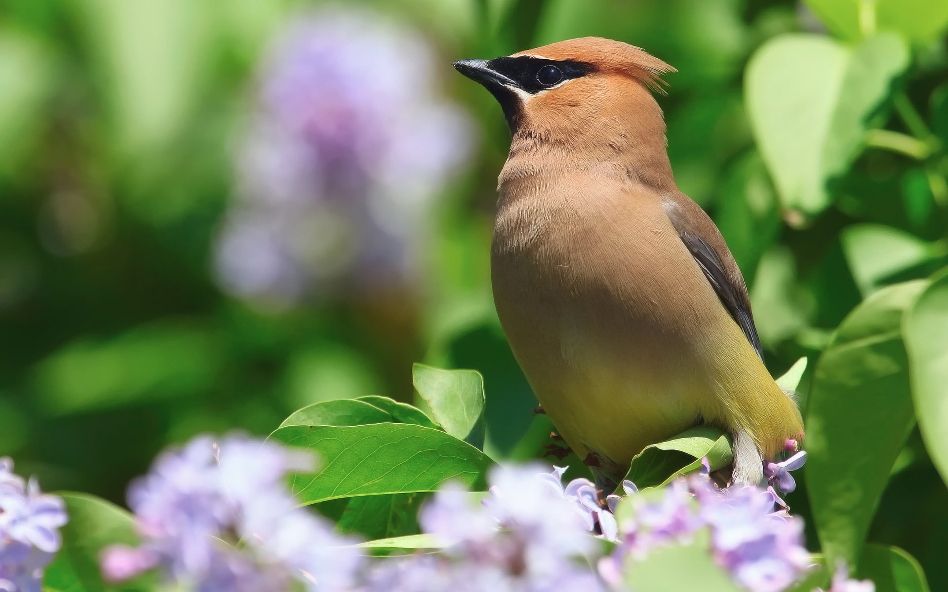 Обои цветы, природа, птица, весна, куст, сирень, свиристель, flowers, nature, bird, spring, bush, lilac, the waxwing разрешение 2048x1671 Загрузить