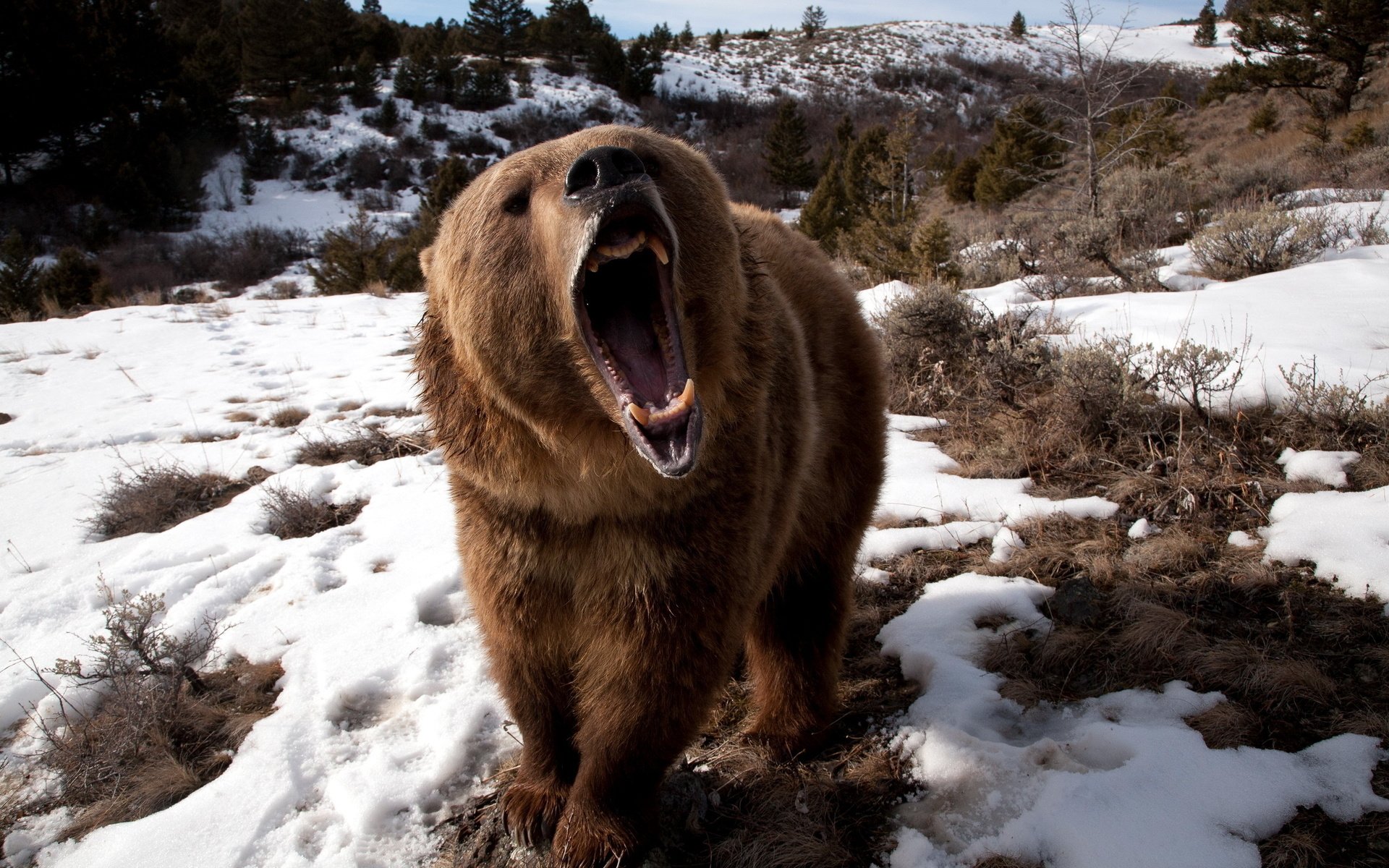 Обои снег, медведь, клыки, яростный, бушующий, snow, bear, fangs, furious, raging разрешение 2560x1600 Загрузить