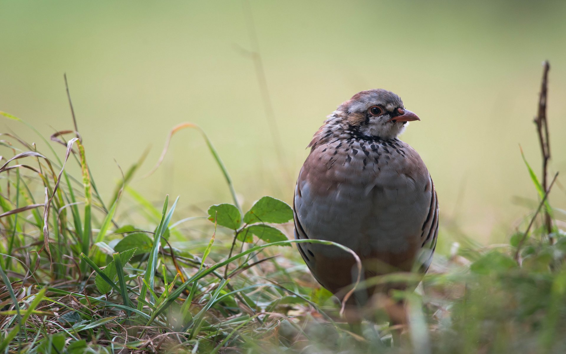 Обои трава, листья, птица, куропатка, grass, leaves, bird, partridge разрешение 2048x1367 Загрузить