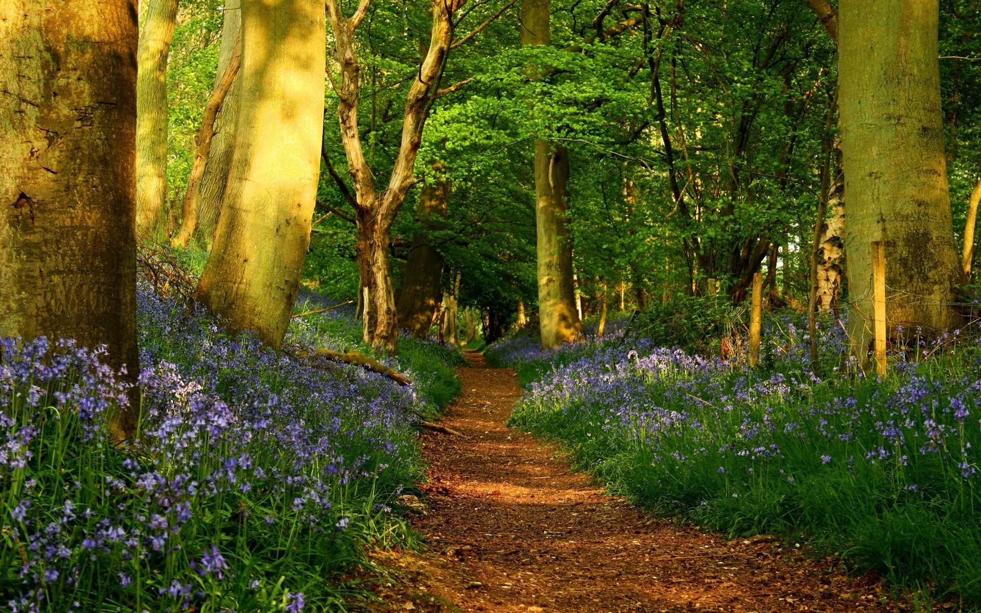 Обои лес, тропинка, forest, path разрешение 2560x1440 Загрузить