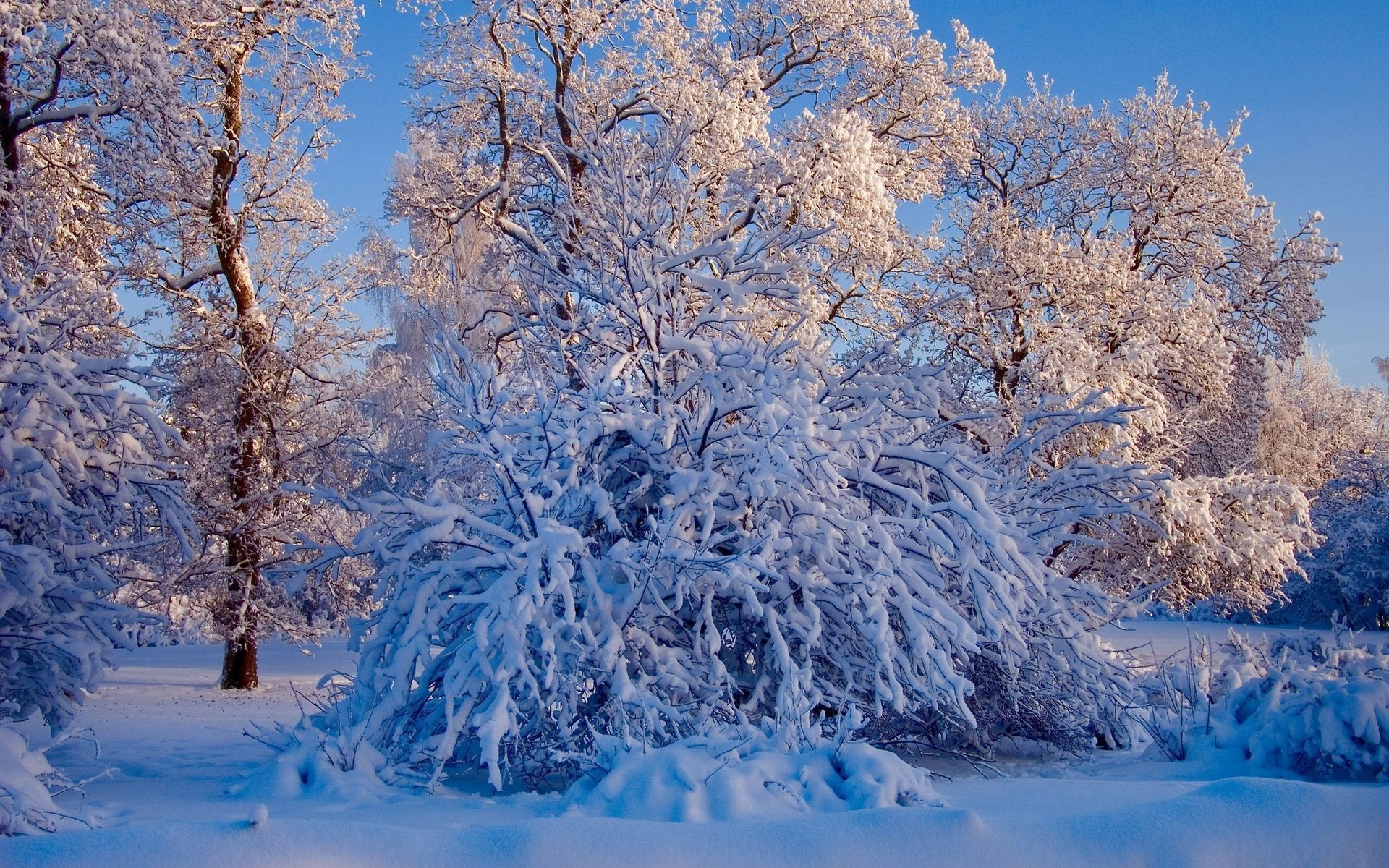 Обои небо, деревья, снег, природа, лес, зима, ветки, ели, the sky, trees, snow, nature, forest, winter, branches, ate разрешение 2008x1335 Загрузить