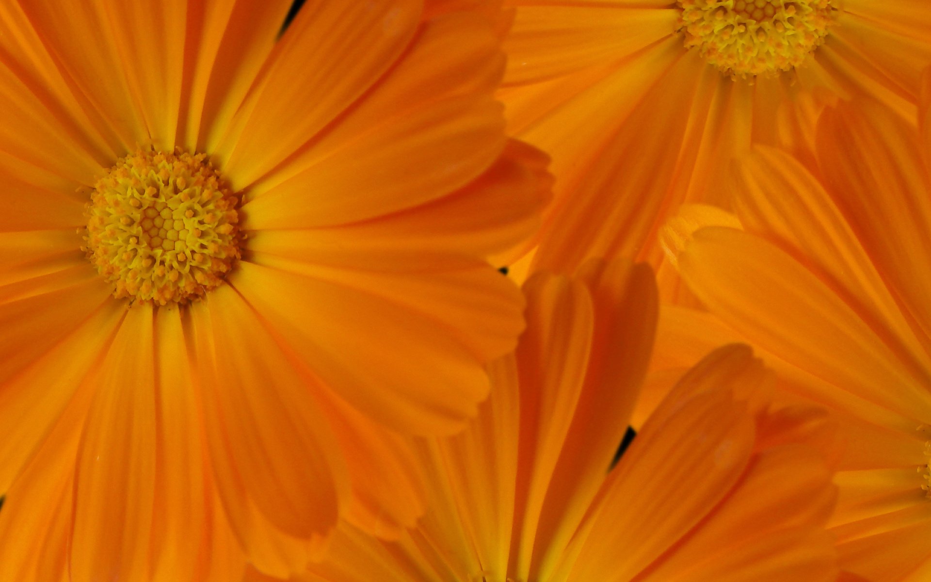 Обои макро, для рабочего стола, ноготки, macro, for your desktop, marigolds разрешение 2560x1600 Загрузить