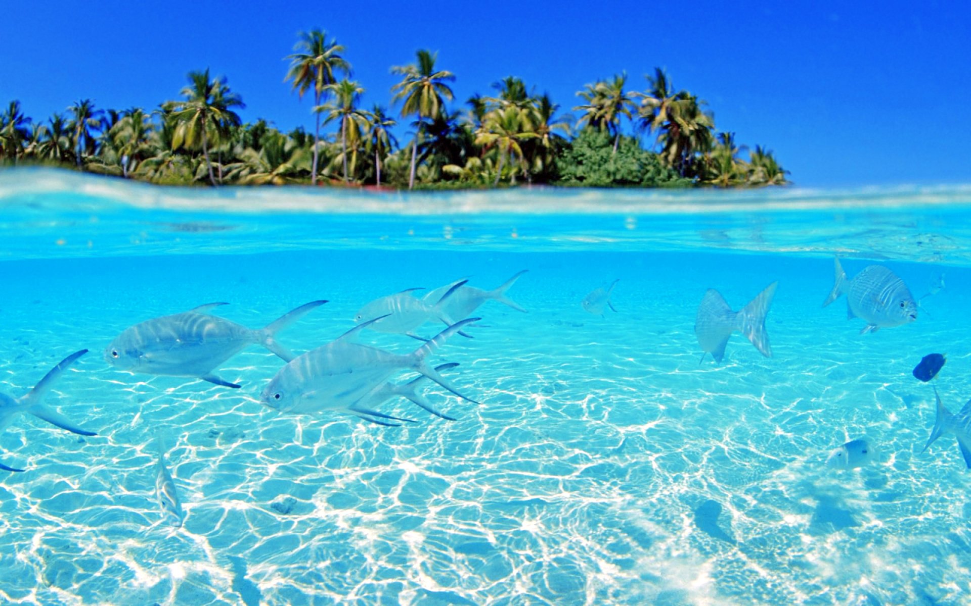 Обои рыбы, остров, тропики, мальдивы, fish, island, tropics, the maldives разрешение 2560x1600 Загрузить