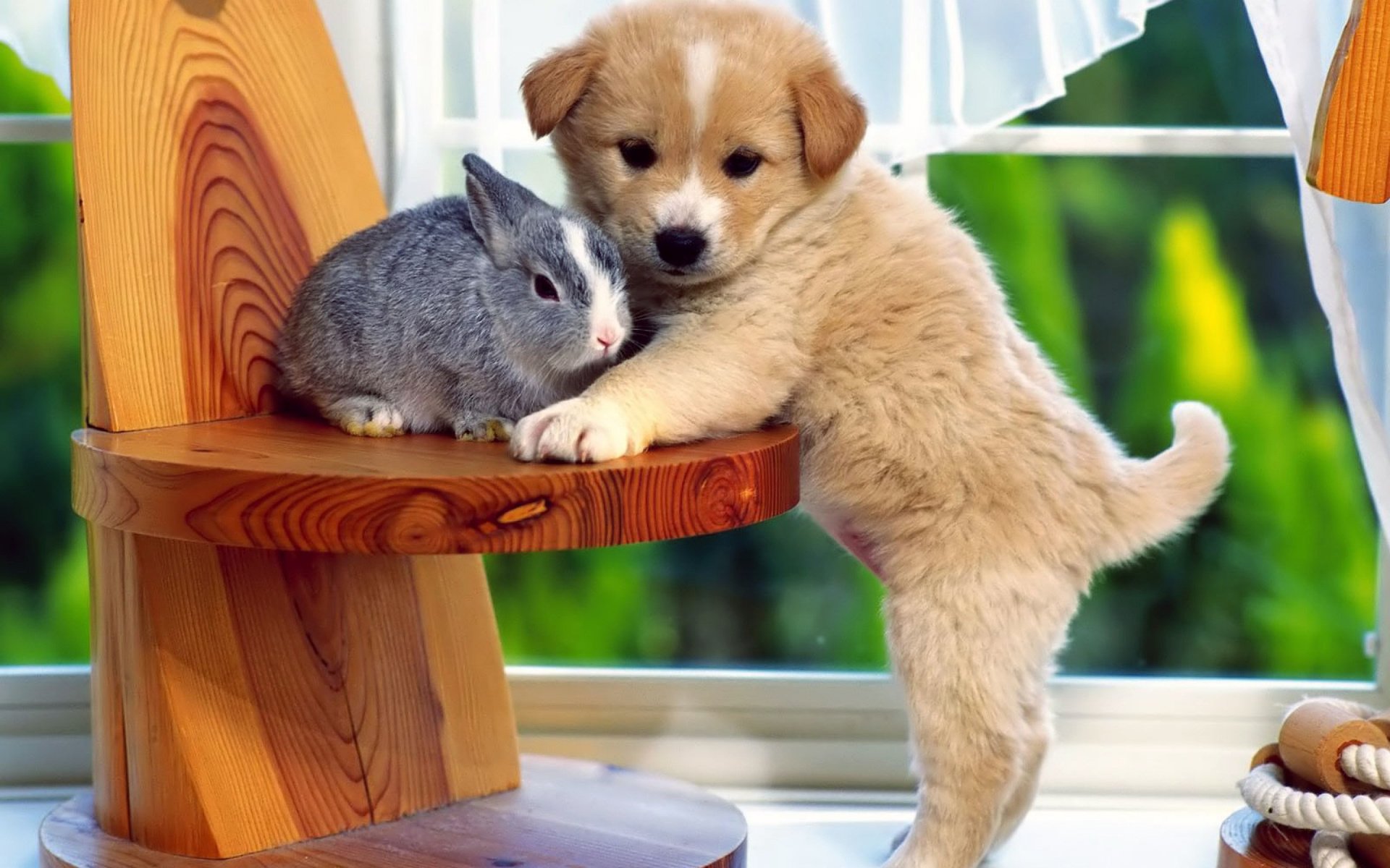 Обои собака, щенок, кролик, дружба, друзья, крольчонок, dog, puppy, rabbit, friendship, friends разрешение 2560x1920 Загрузить