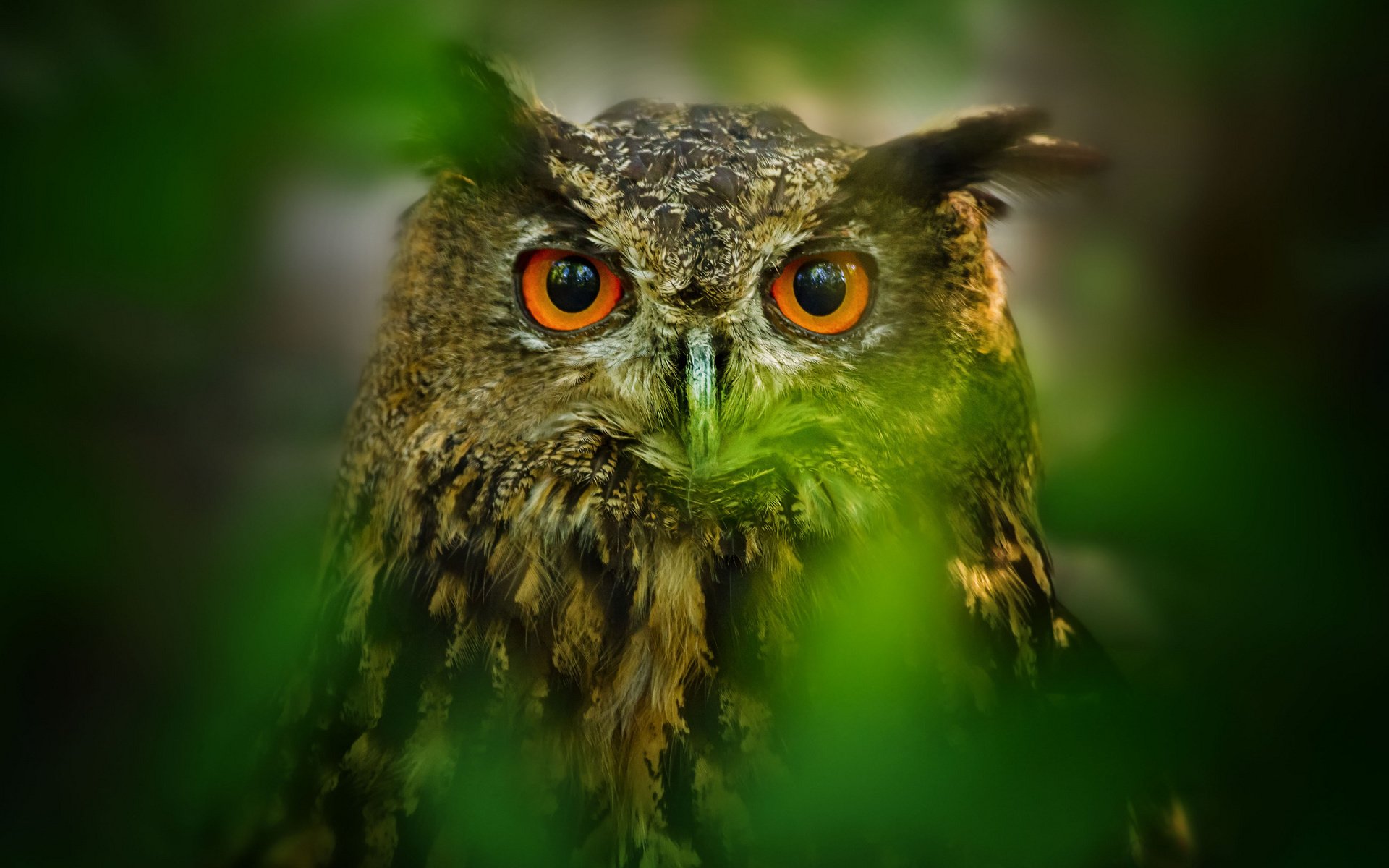 Обои глаза, сова, листья, размытость, птица, eyes, owl, leaves, blur, bird разрешение 2048x1365 Загрузить