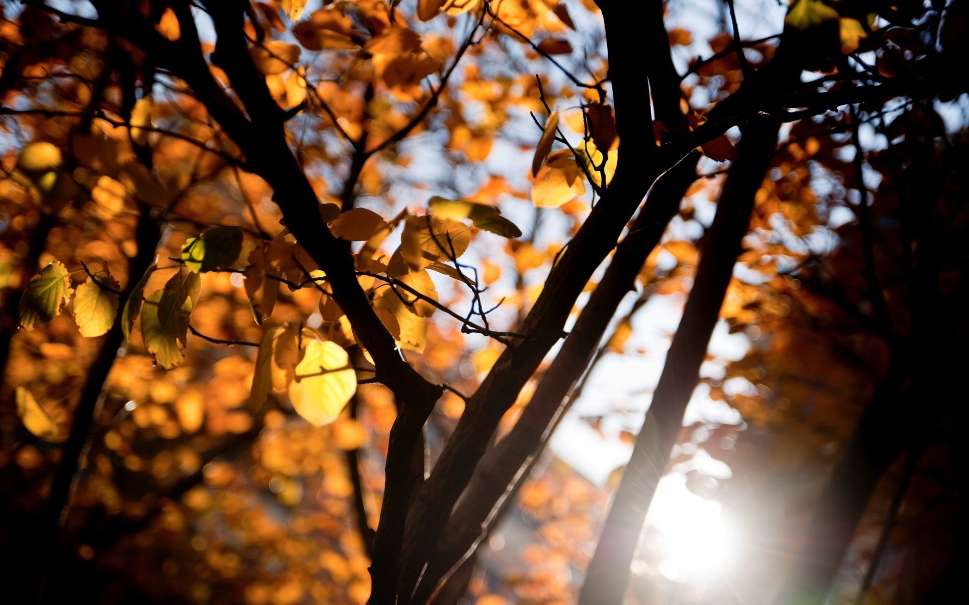 Обои дерево, листья, макро, ветки, осень, tree, leaves, macro, branches, autumn разрешение 2880x1800 Загрузить