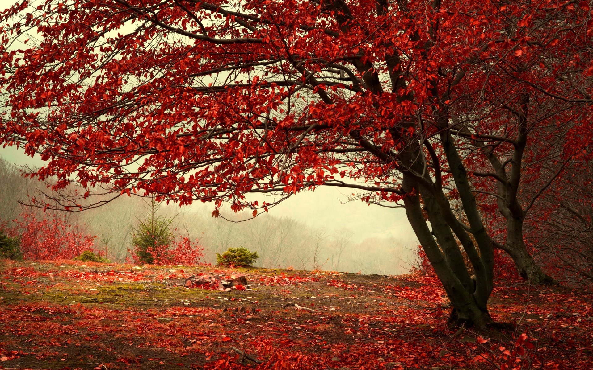 Обои дерево, лес, листья, пейзаж, туман, листва, осень, красные, tree, forest, leaves, landscape, fog, foliage, autumn, red разрешение 4977x3318 Загрузить