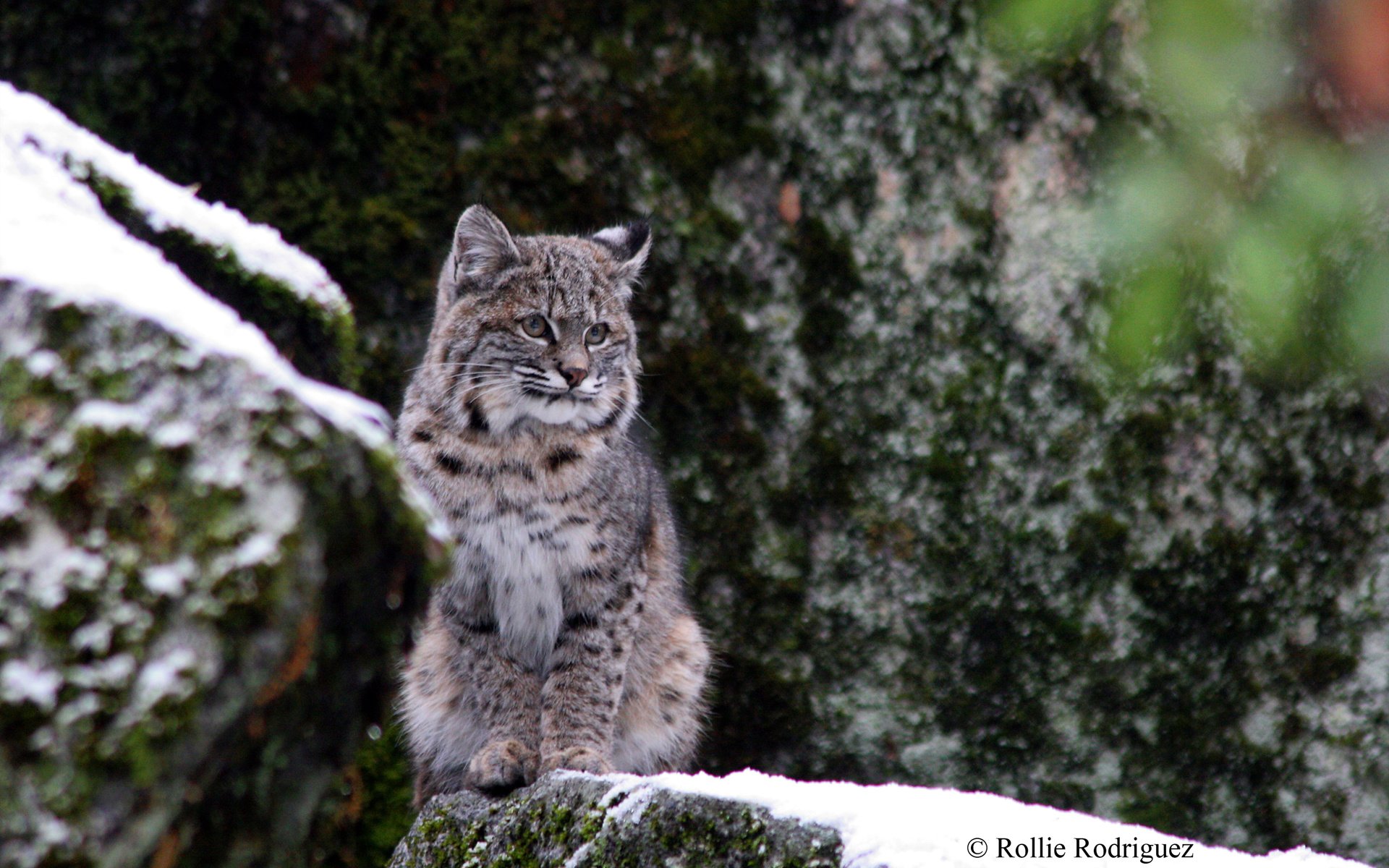 Обои снег, зима, рысь, дикая кошка, йосемитский национальный парк, snow, winter, lynx, wild cat, yosemite national park разрешение 2880x1800 Загрузить