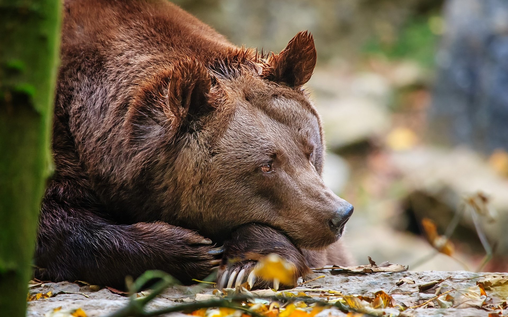 Обои лес, медведь, лежит, отдых, forest, bear, lies, stay разрешение 2048x1365 Загрузить