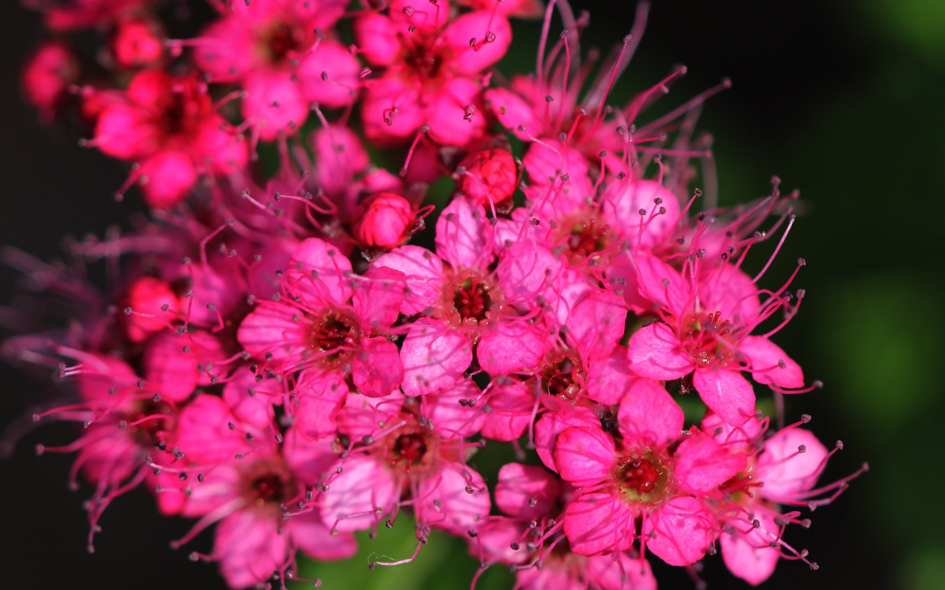 Обои цветы, макро, лепестки, ярко, розовые цветы, спирея, flowers, macro, petals, bright, pink flowers, spiraea разрешение 4144x3392 Загрузить