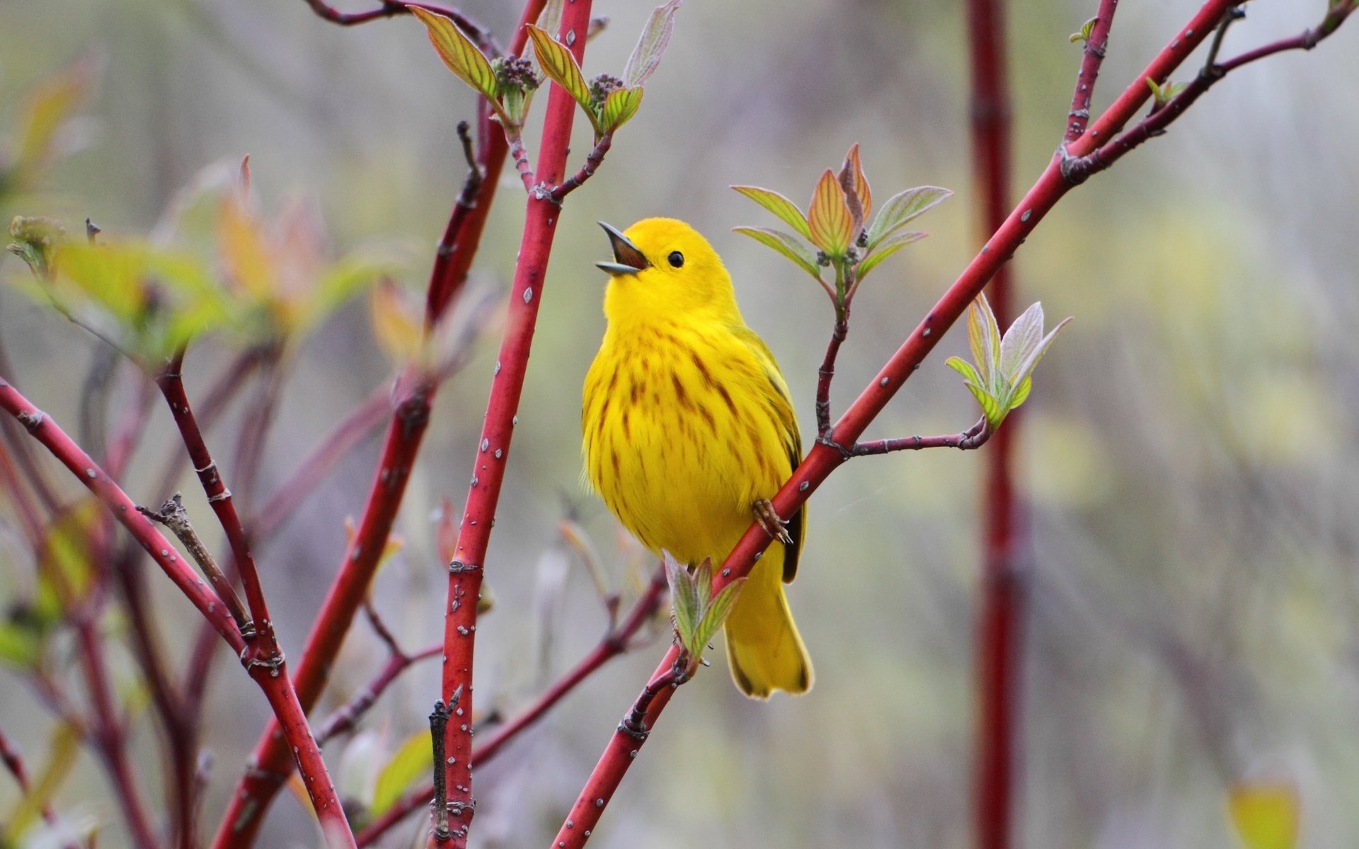 Обои ветка, природа, птицы, птица, птичка, жёлтая, желтая славка, branch, nature, birds, bird, yellow, yellow warbler разрешение 2150x1390 Загрузить