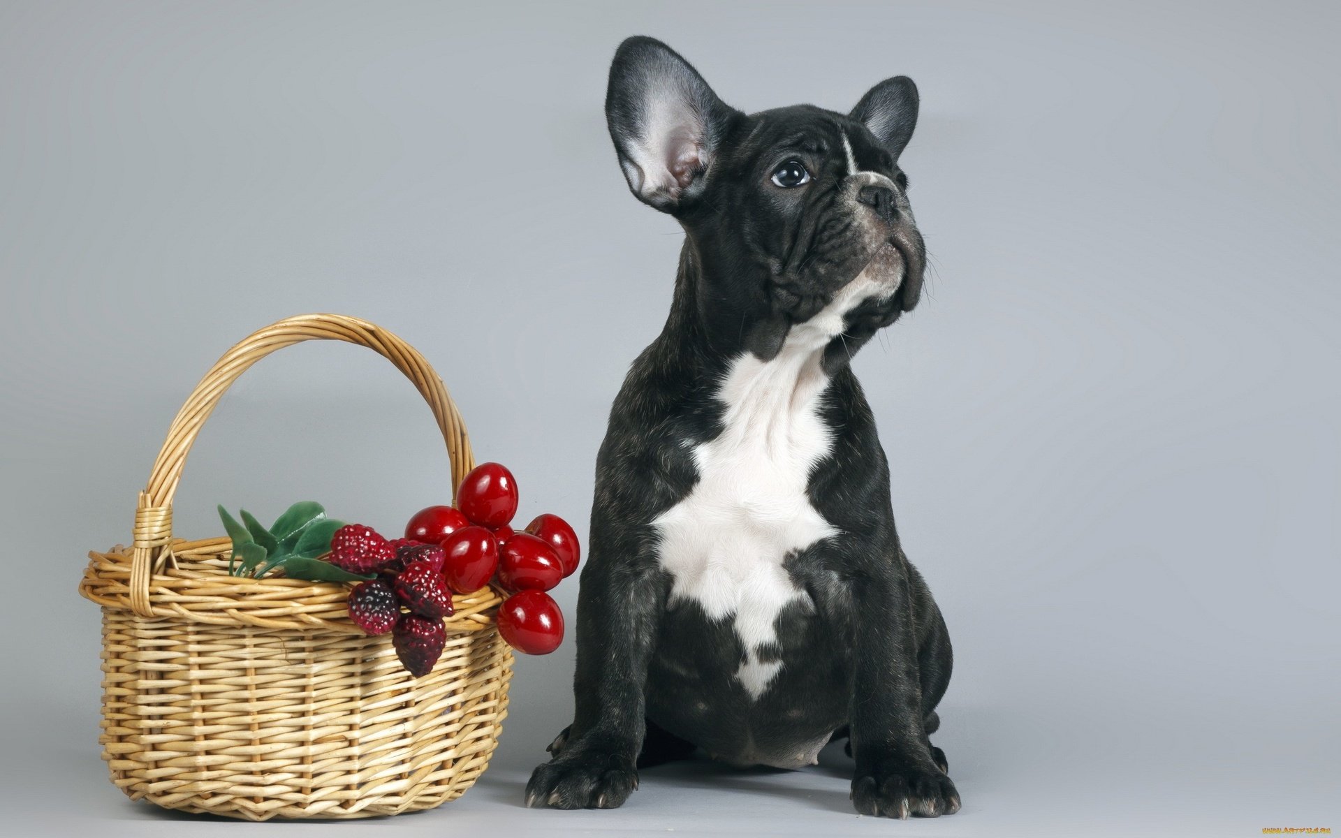 Обои собака, щенок, корзина, ягоды, французский бульдог, dog, puppy, basket, berries, french bulldog разрешение 2560x1600 Загрузить