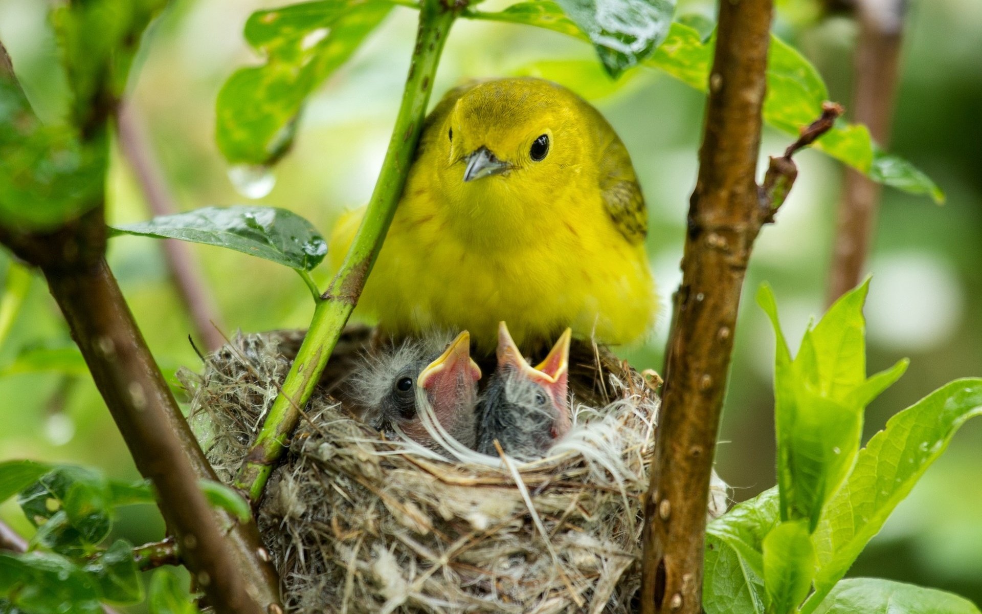 Обои птицы, птичка, птенцы, гнездо, птиц, гнезда, желторотики, birds, bird, chicks, socket, wet behind the ears разрешение 2048x1365 Загрузить