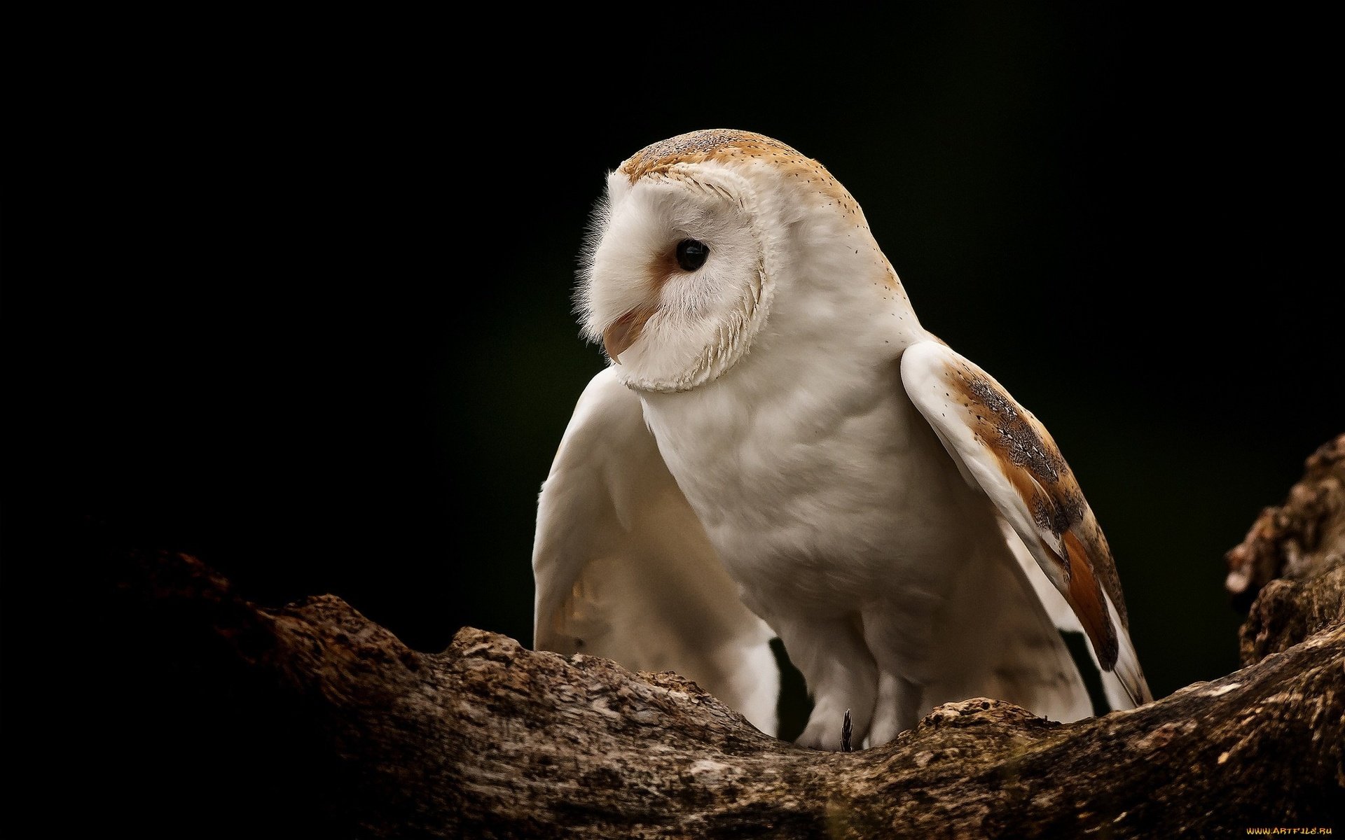 Обои сова, сипуха, природа, дерево, крылья, птицы, птица, клюв, перья, owl, the barn owl, nature, tree, wings, birds, bird, beak, feathers разрешение 2048x1280 Загрузить