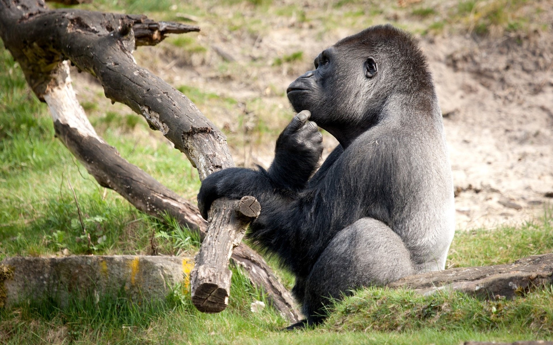 Обои забавный, горилла, обезьяны, раздумья, funny, gorilla, monkey, meditation разрешение 2048x1365 Загрузить