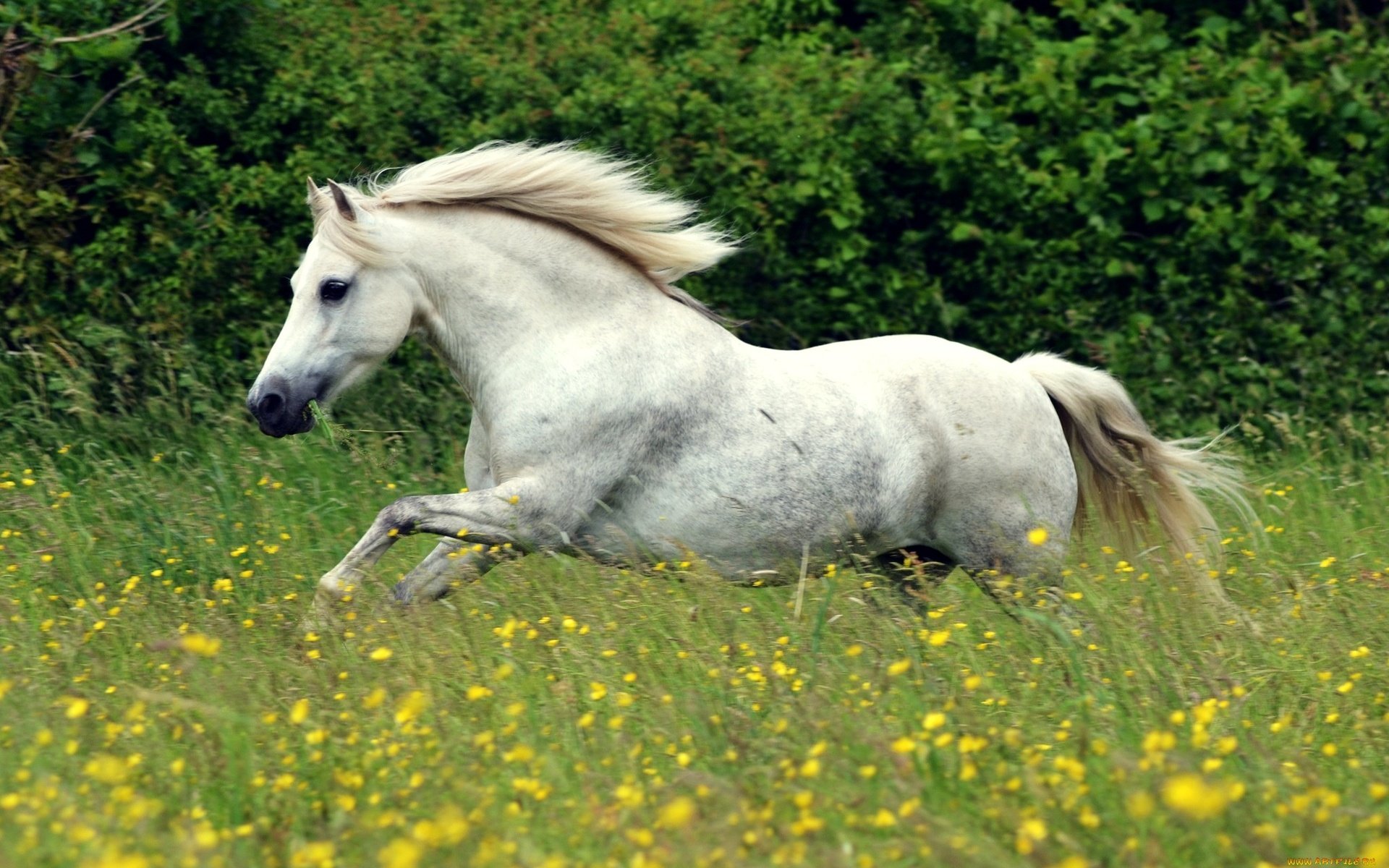 Обои цветы, лошадь, белый, луг, конь, грива, бег, flowers, horse, white, meadow, mane, running разрешение 2048x1287 Загрузить