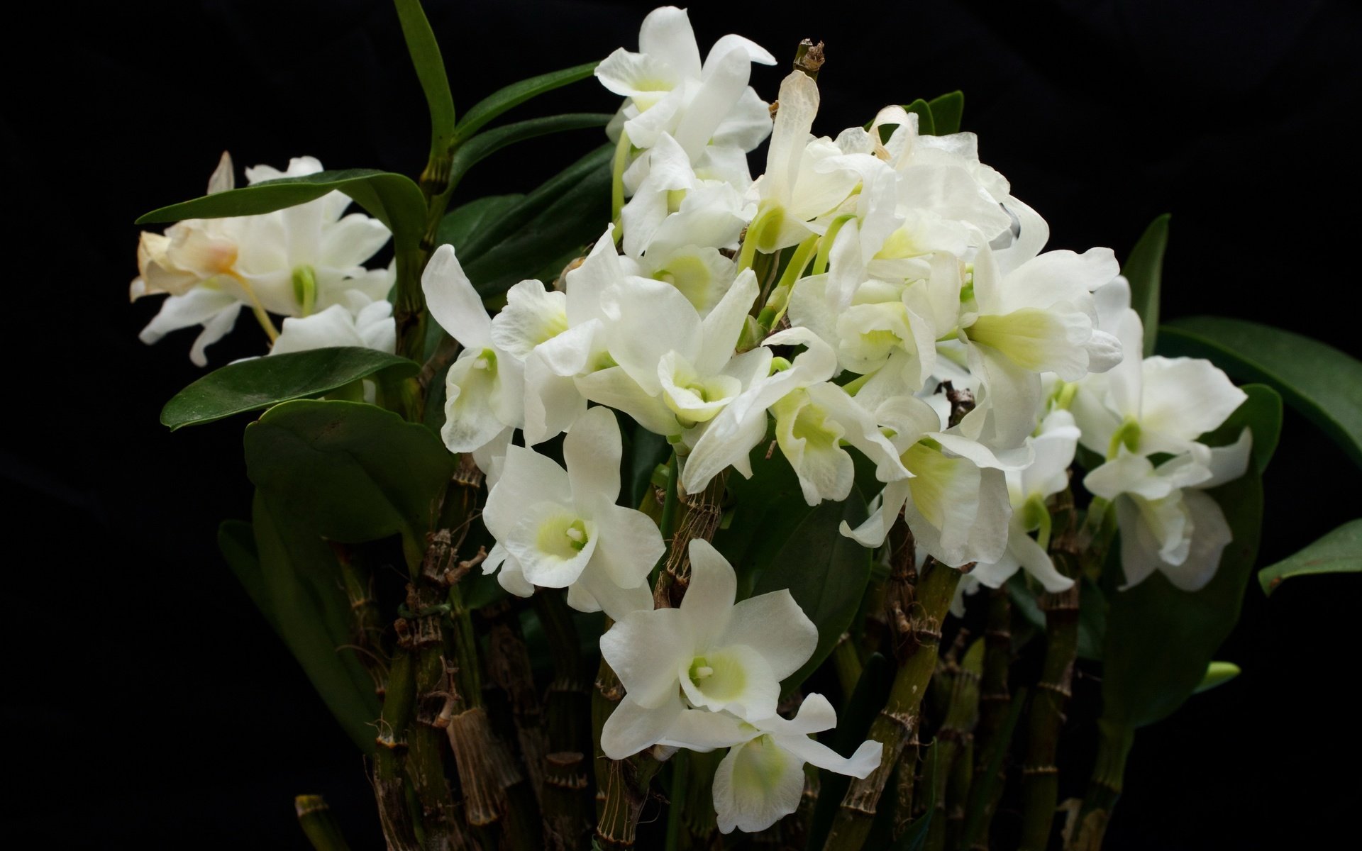 Обои цветы, белые, орхидеи, flowers, white, orchids разрешение 3872x2581 Загрузить