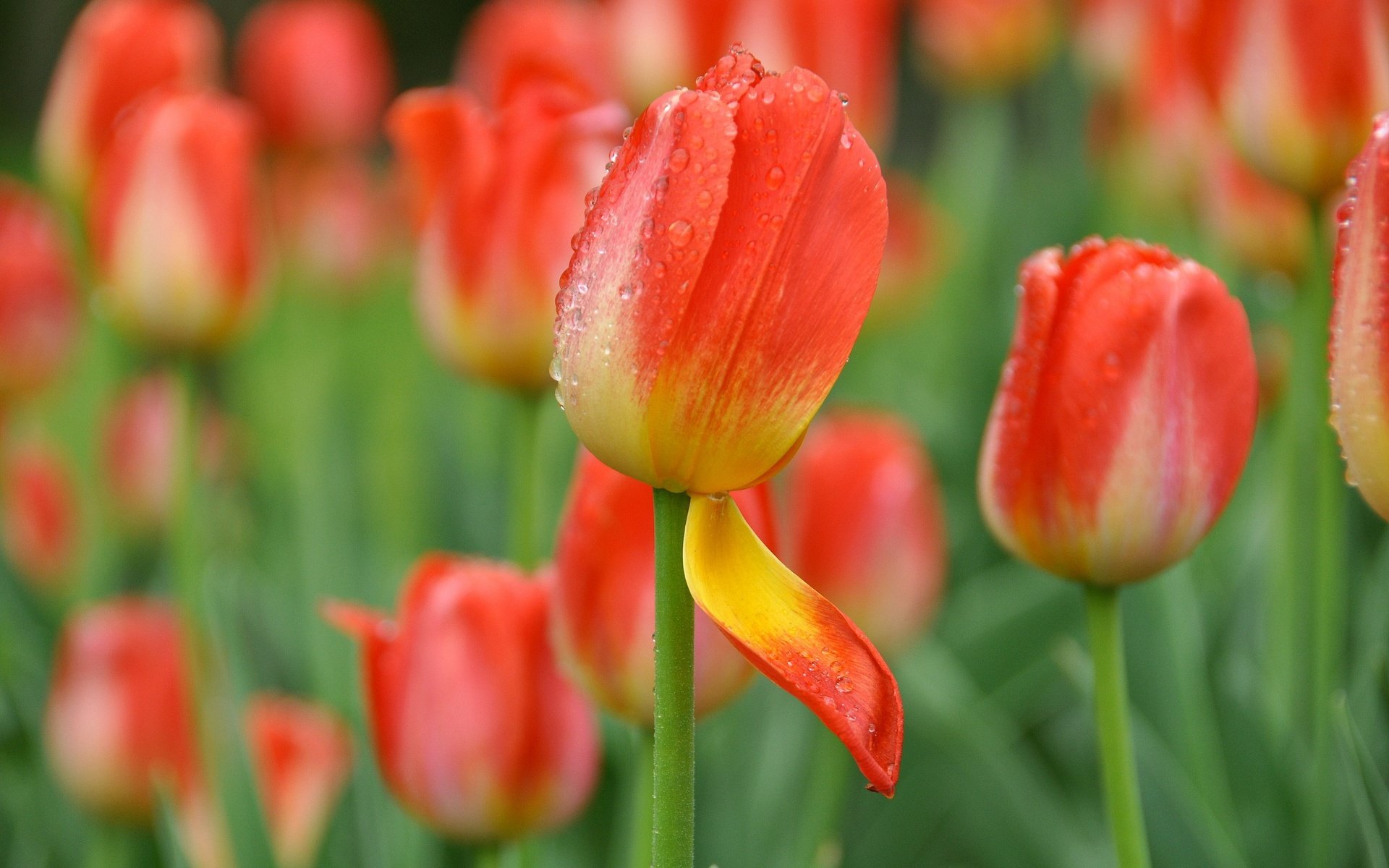 Обои цветы, бутоны, капли, лепестки, весна, тюльпаны, flowers, buds, drops, petals, spring, tulips разрешение 3400x2258 Загрузить