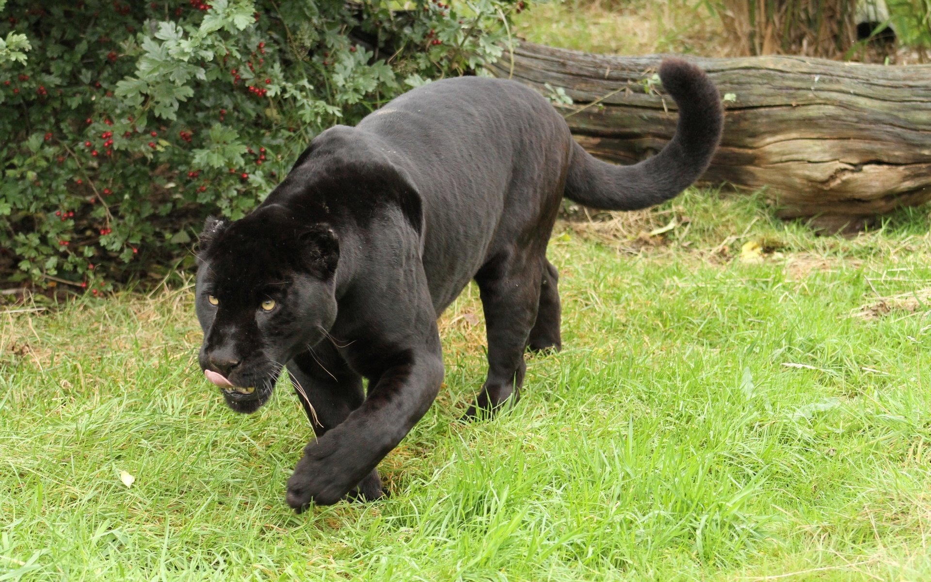 Обои трава, пантера, дикая кошка, черный ягуар, grass, panther, wild cat, black jaguar разрешение 3400x2266 Загрузить
